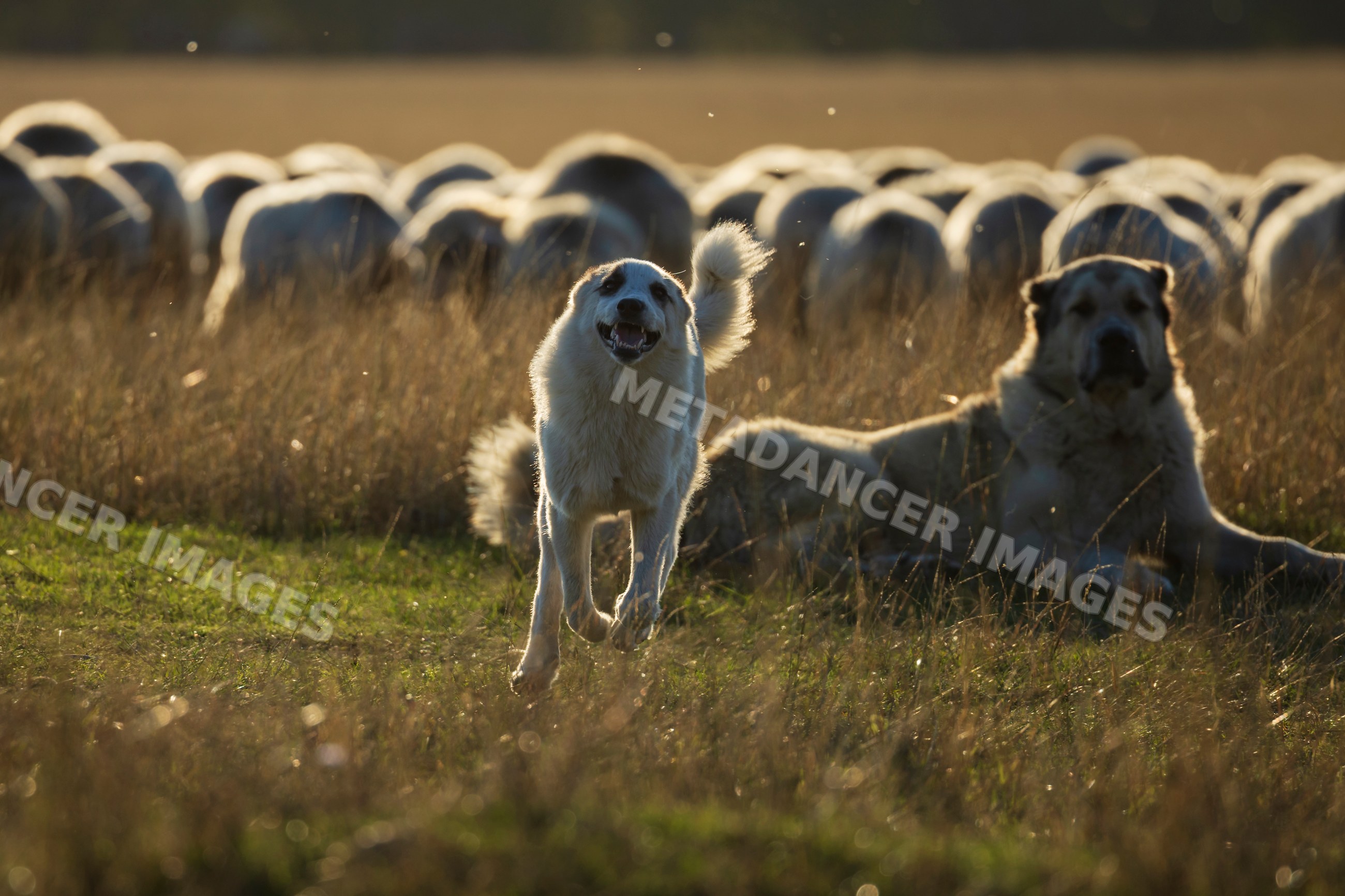 Georgian shepherd dogs running and lying with sheep herd in shakriani