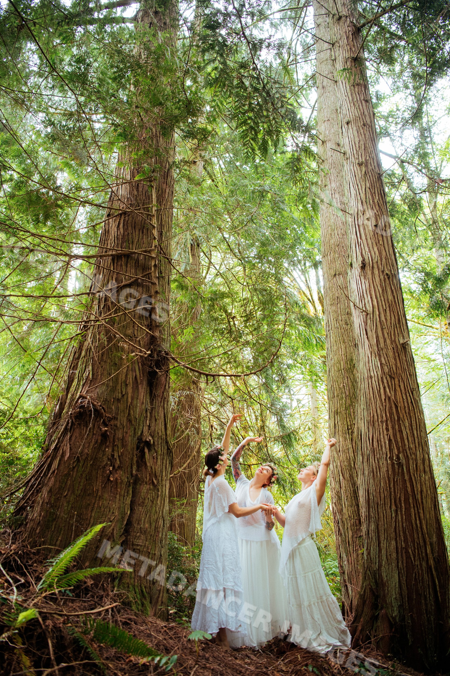 White women dancing among towering cedar trees in lush forest in USA
