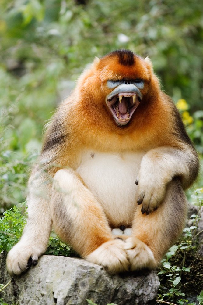 Golden monkey snarling on rock china