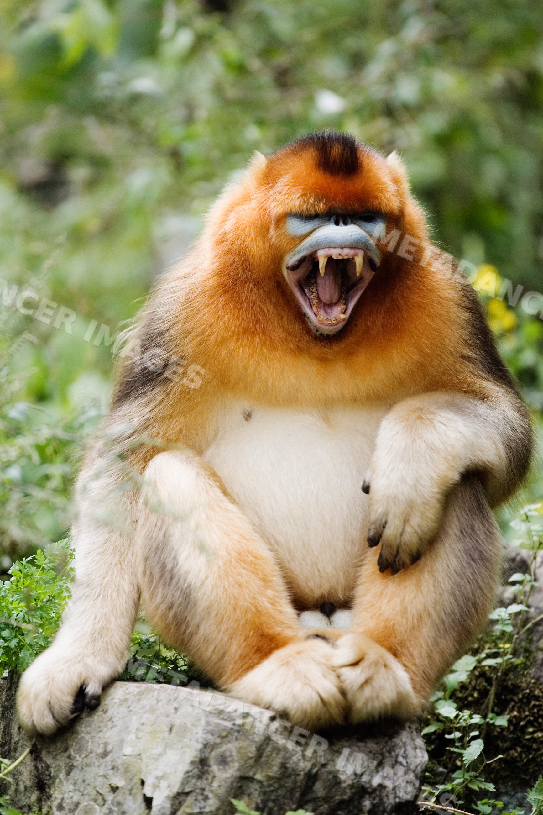 Golden monkey snarling on rock china