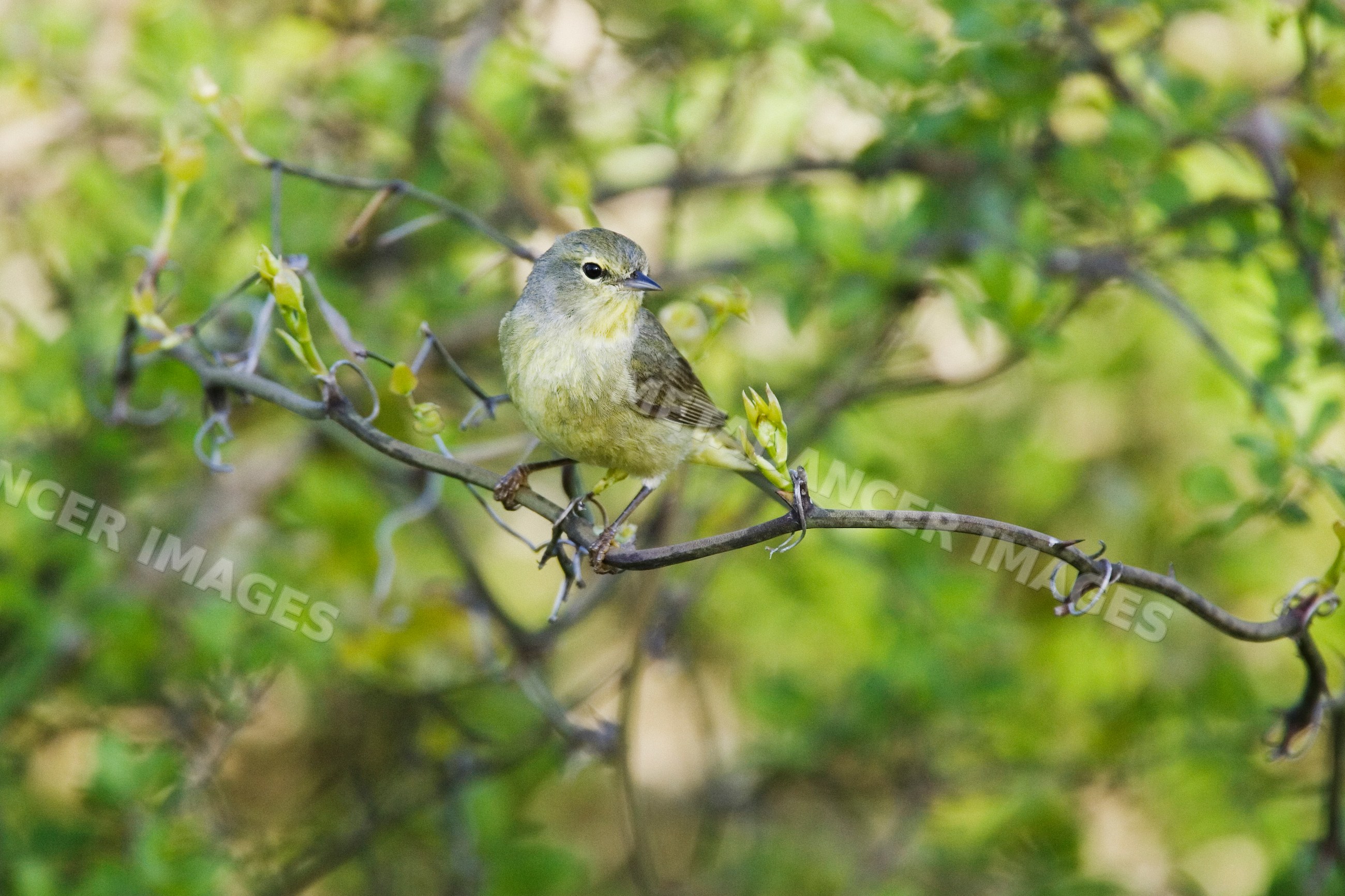 Warbler perched on tree branch amid green foliage