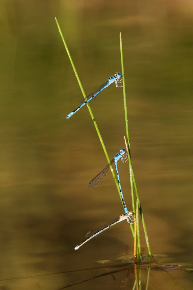 Blue damselflies mating on grass stems over pond