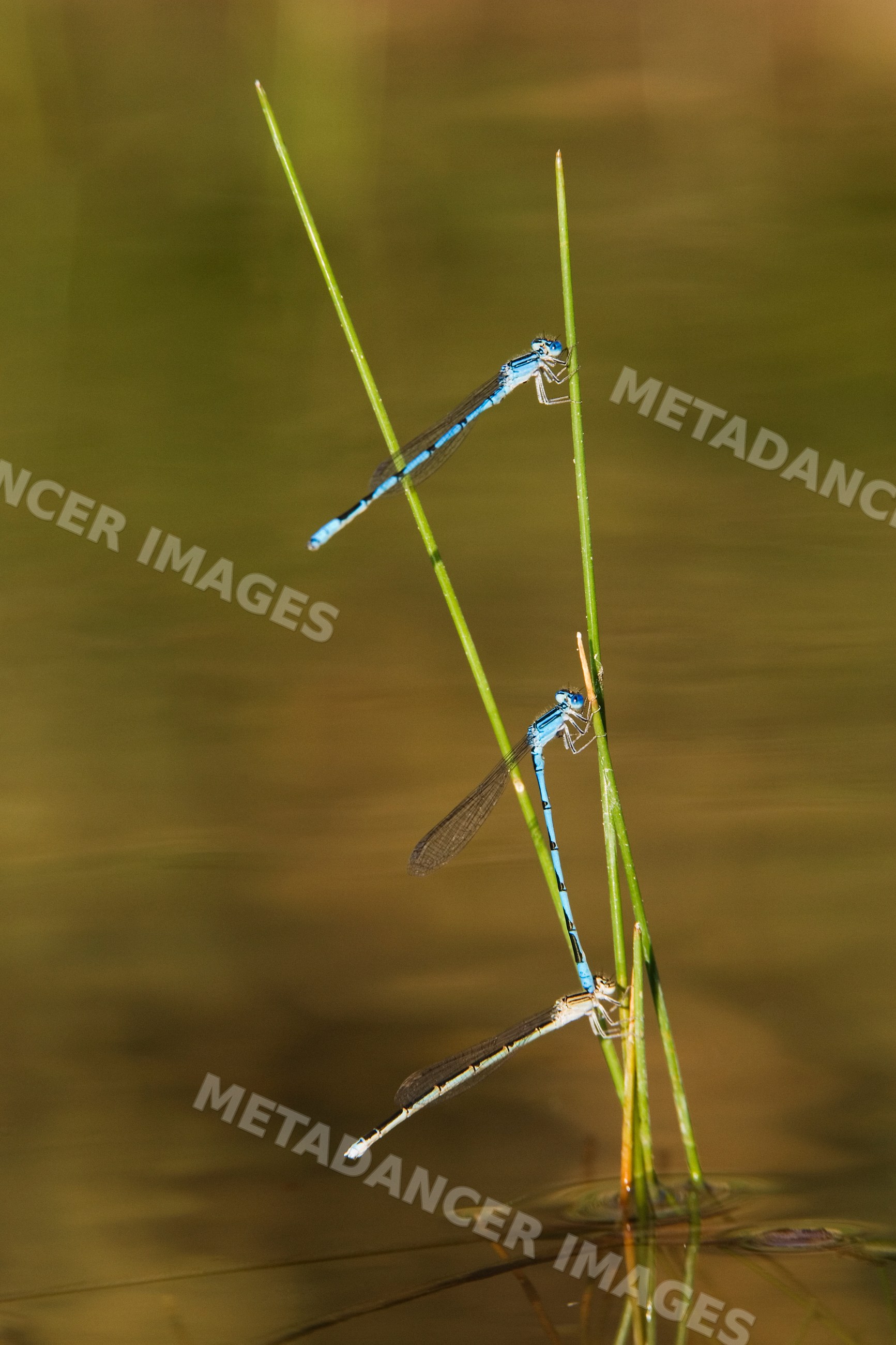 Blue damselflies mating on grass stems over pond
