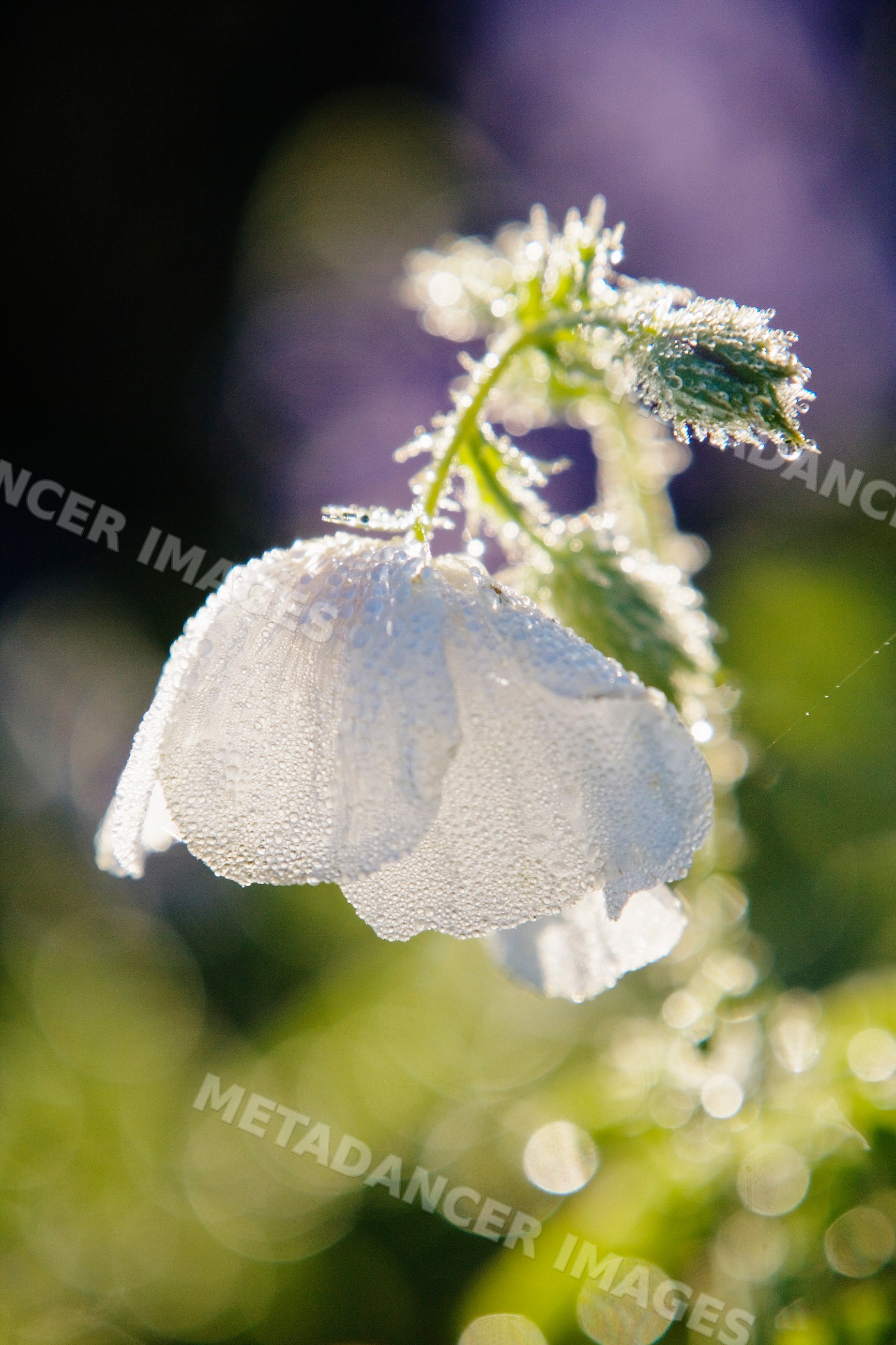 Spiny poppy flower with dew drops outdoor setting