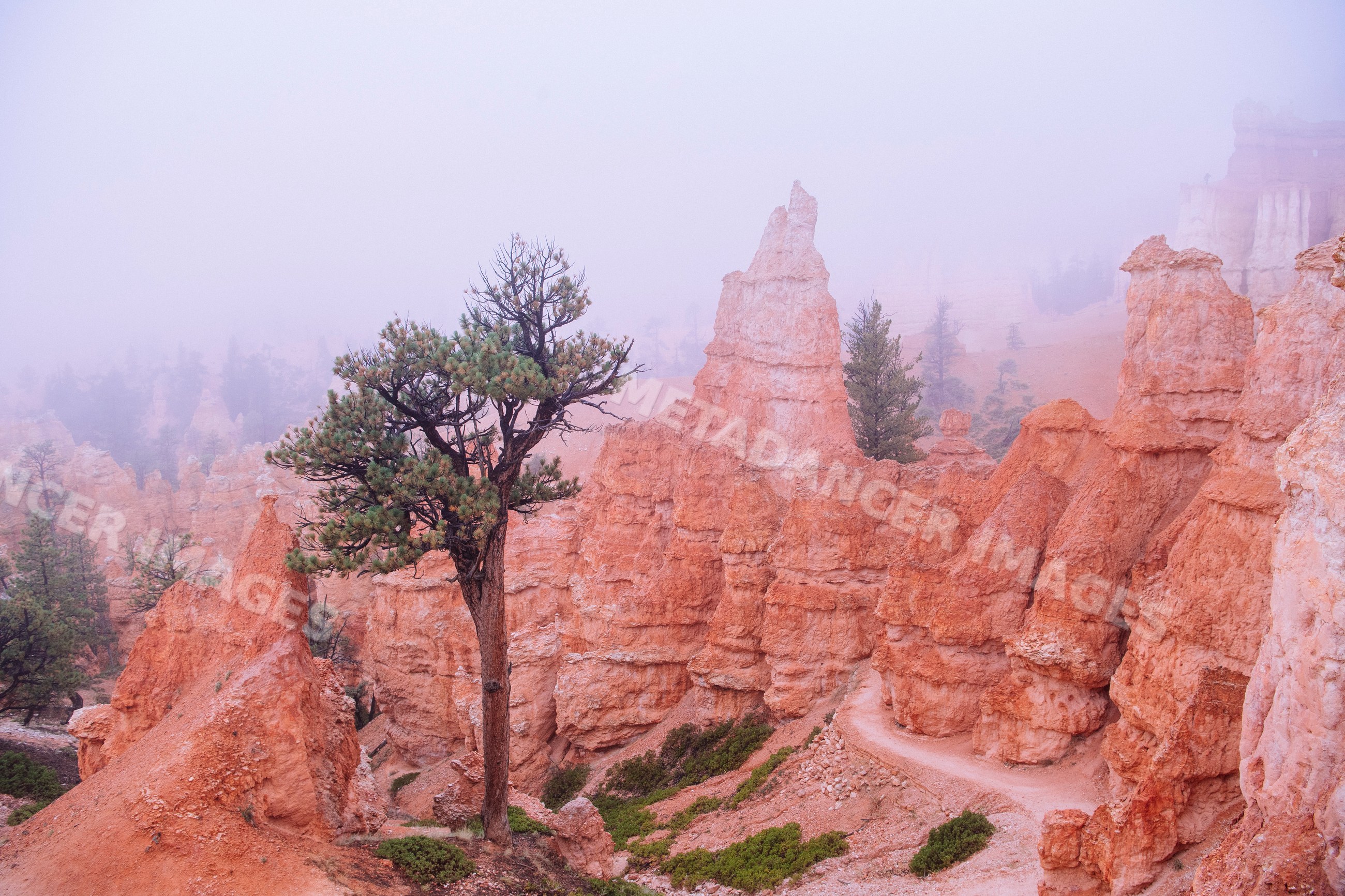 Red rock hoodoos and pine trees
