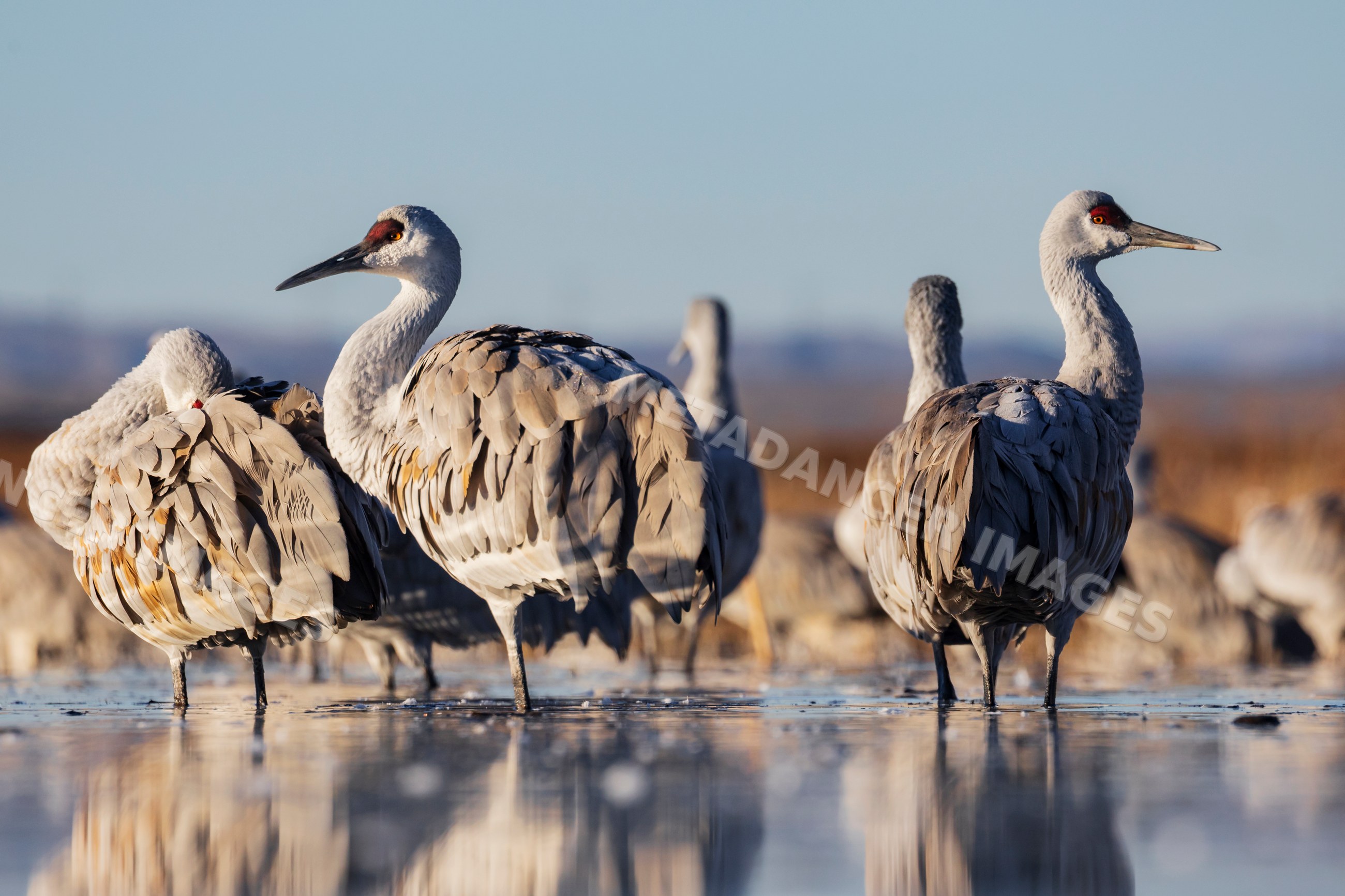 Sandhill Cranes roosting in a pond at ladd s gordon waterfowl complex