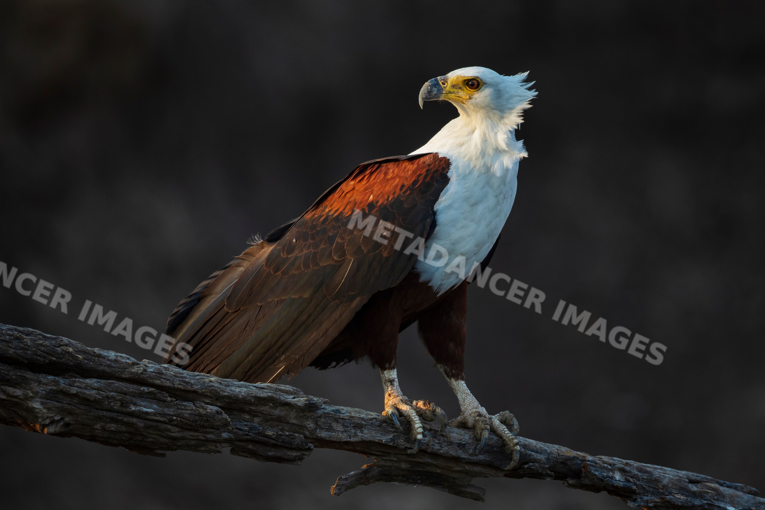 African Fish Eagle perched on branch in South Luangwa Zambia