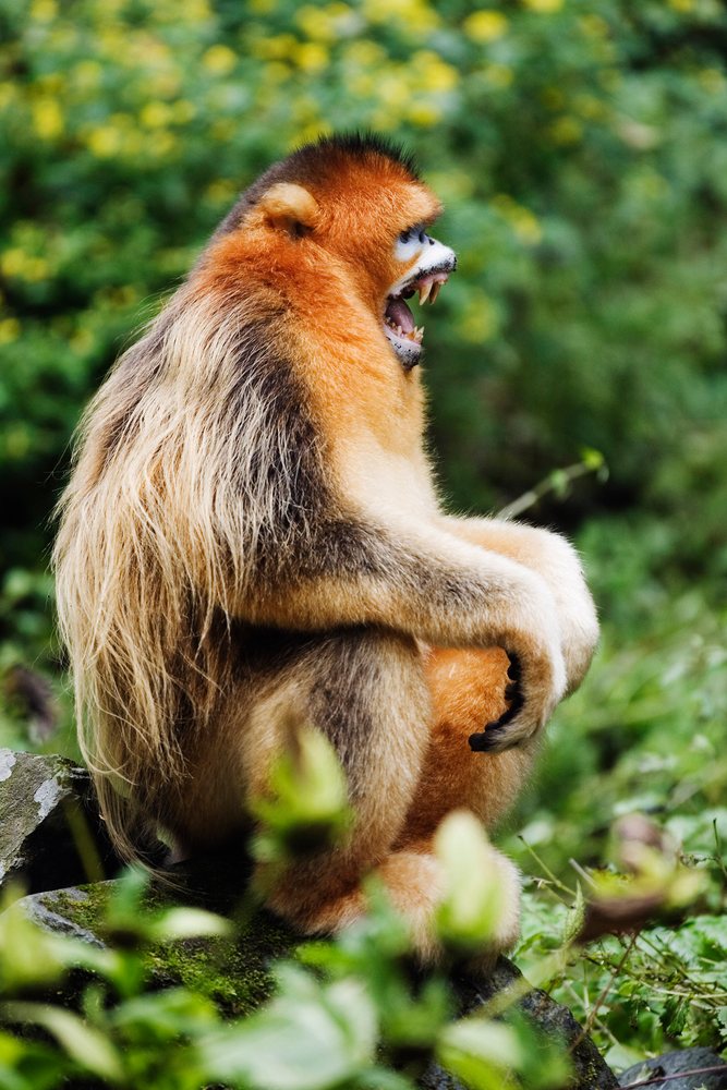 Golden monkey sitting natural habitat