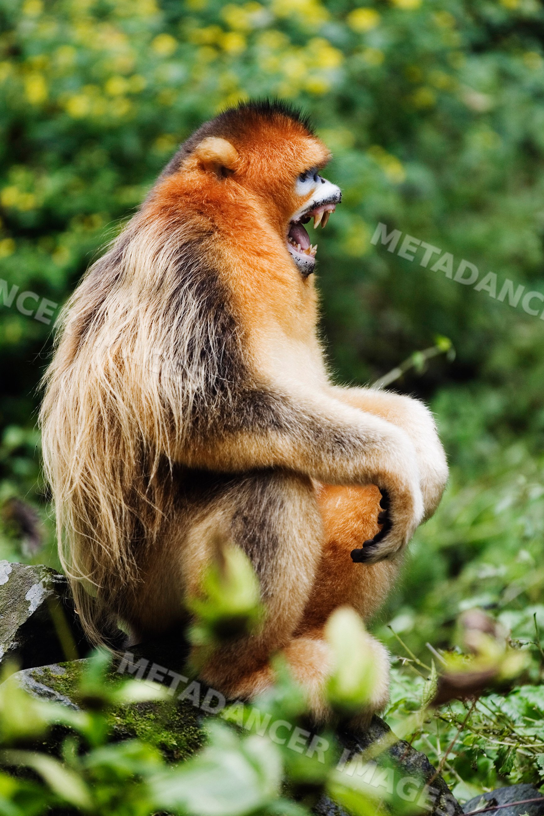 Golden monkey sitting natural habitat
