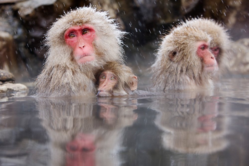 Japanese macaques soaking in hot spring, nagano