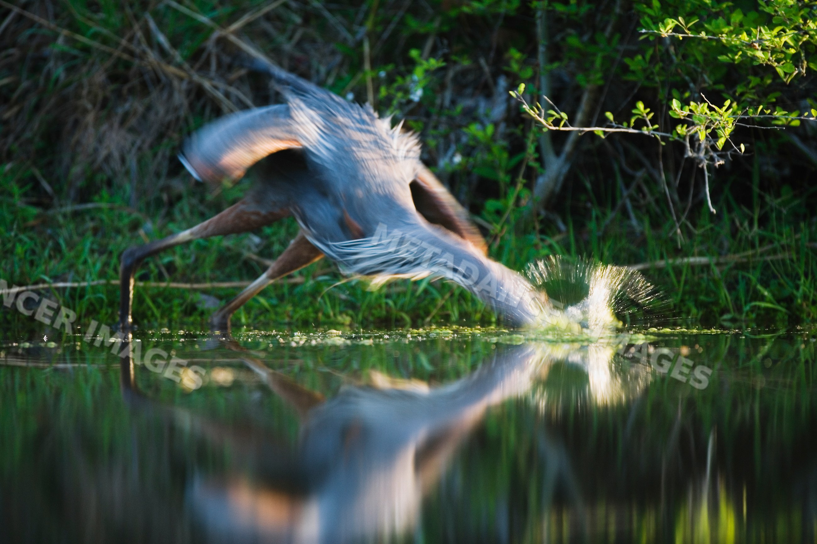 Great blue heron fishing with water splash in Texas wetland