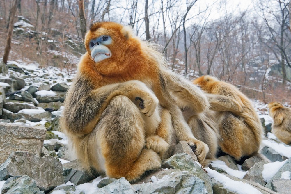 Golden monkeys grooming, shaanxi province, china