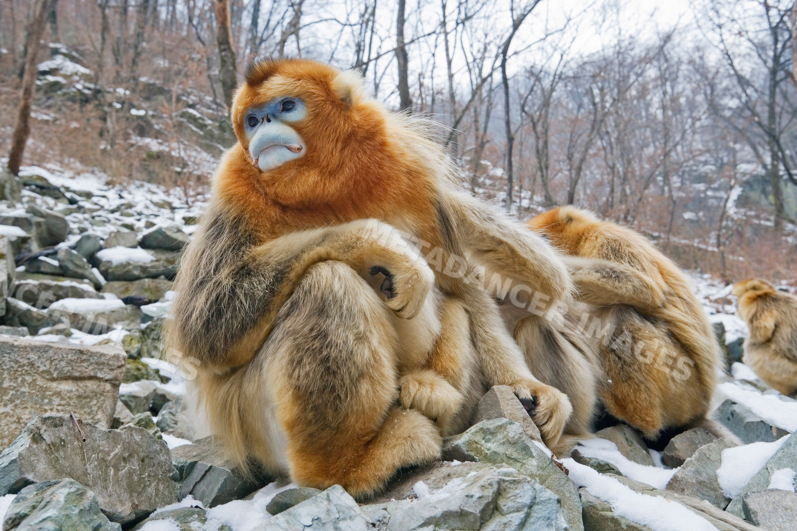 Golden monkeys grooming, shaanxi province, china