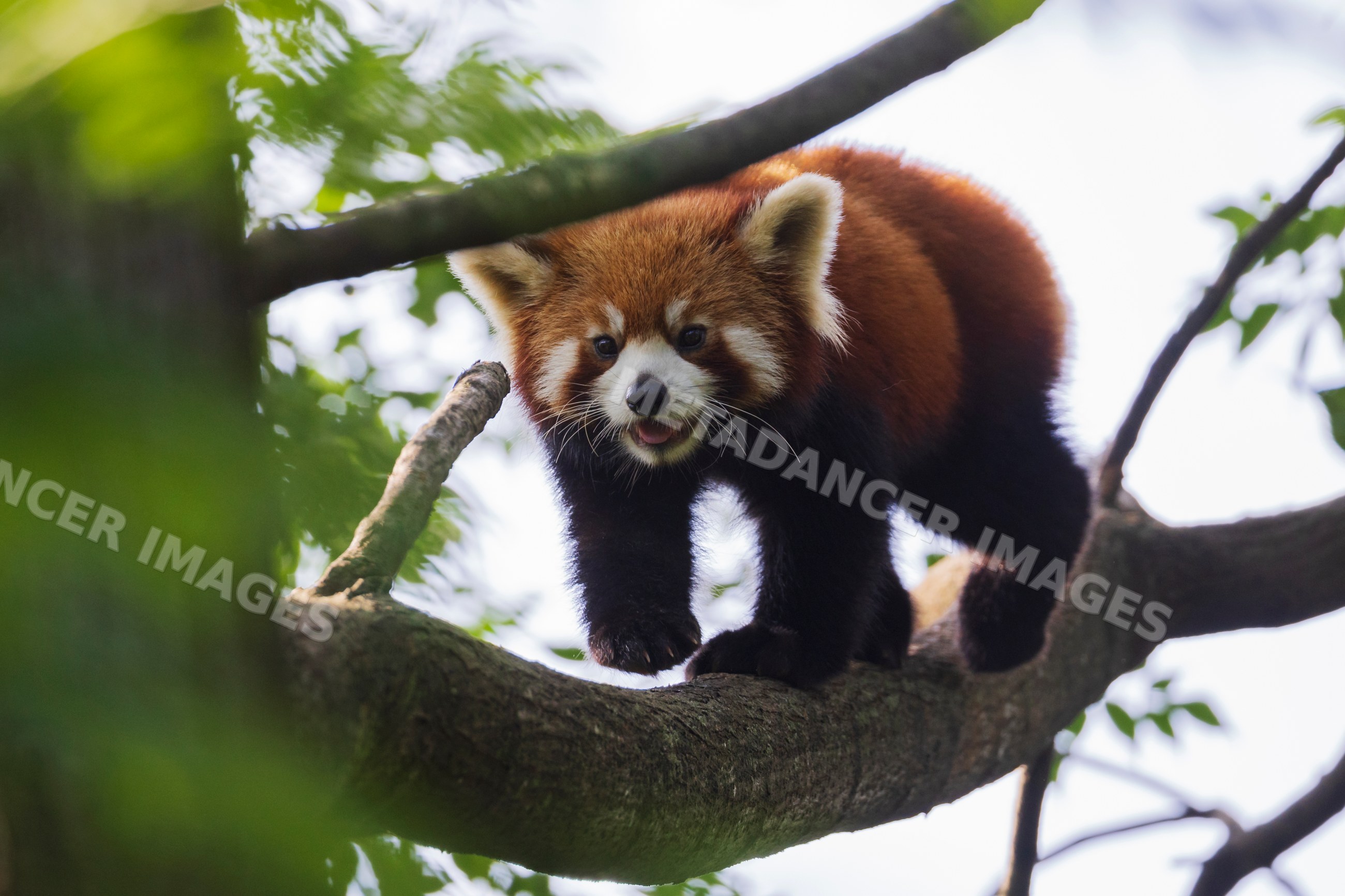Red Panda walking on tree branch in forest in chengdu