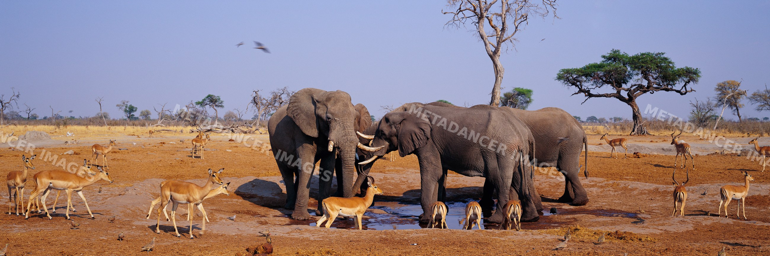 Elephants and antelope gathering at waterhole in African savanna