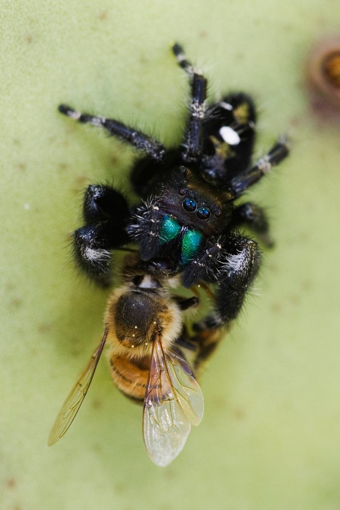 Jumping spider eating honey bee in Texas wildlife