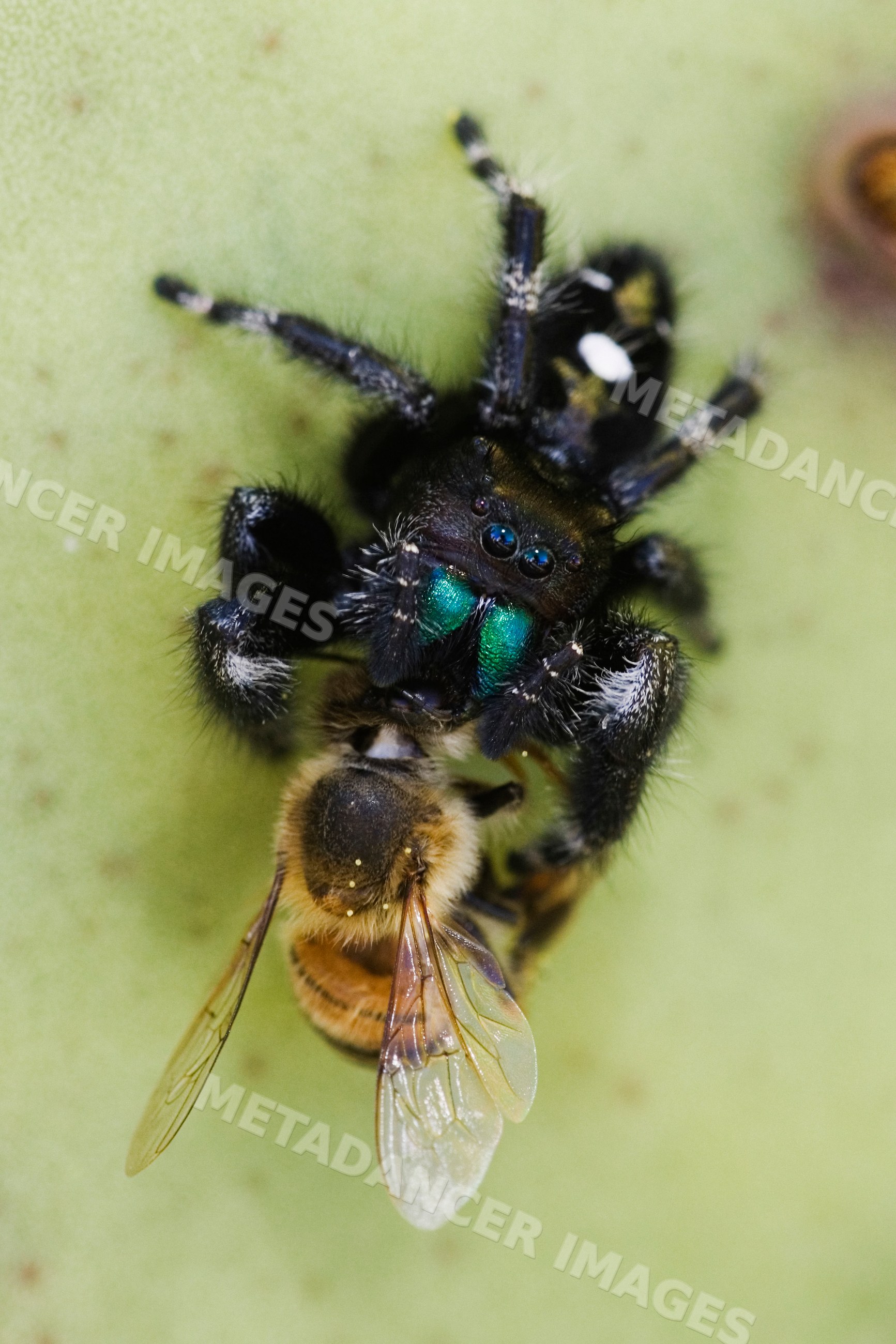Jumping spider eating honey bee in Texas wildlife