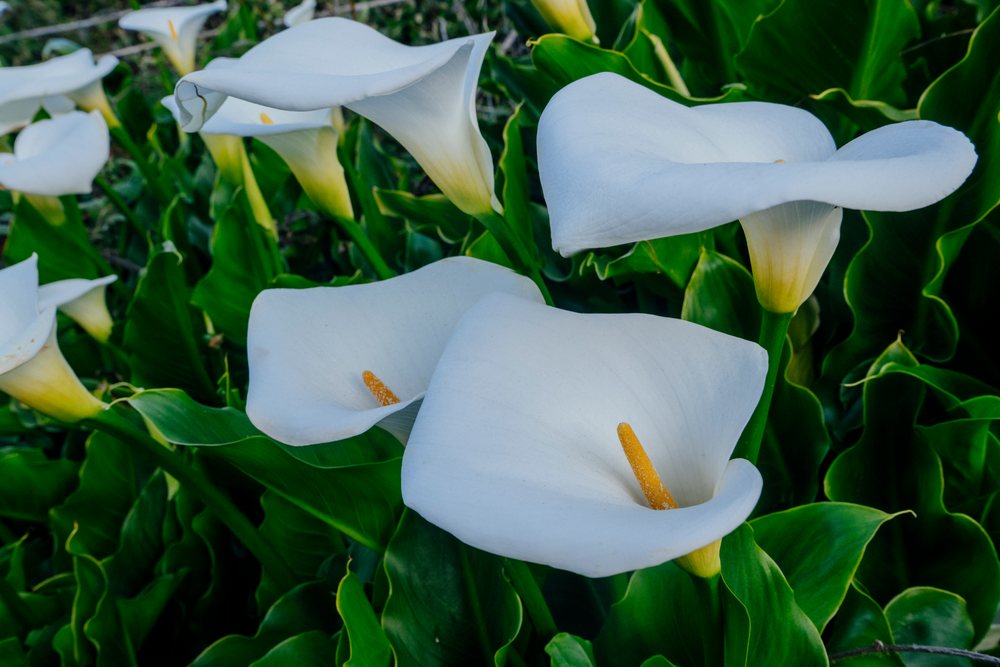 Calla lily flowers blooming in green garden
