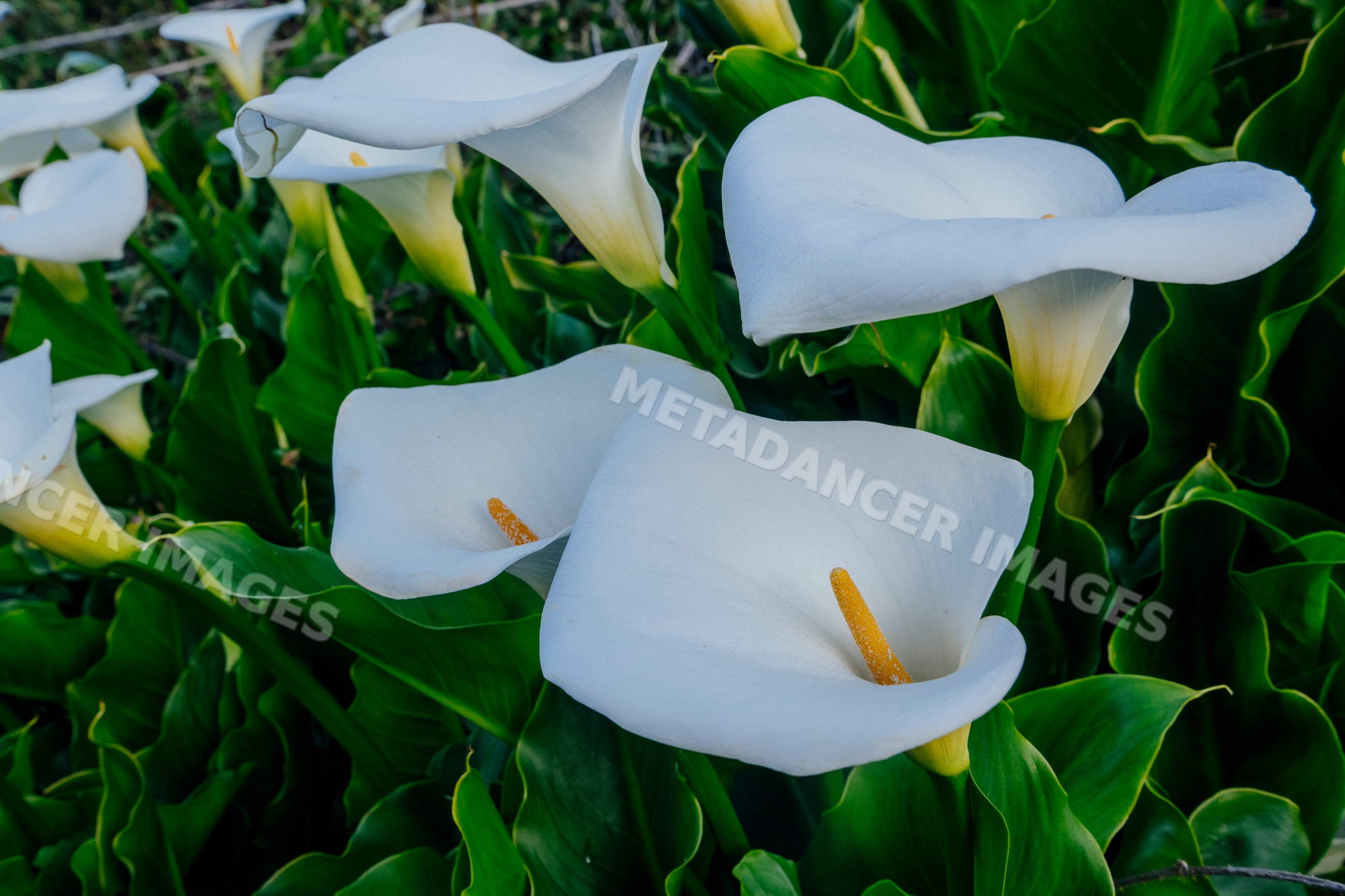 Calla lily flowers blooming in green garden