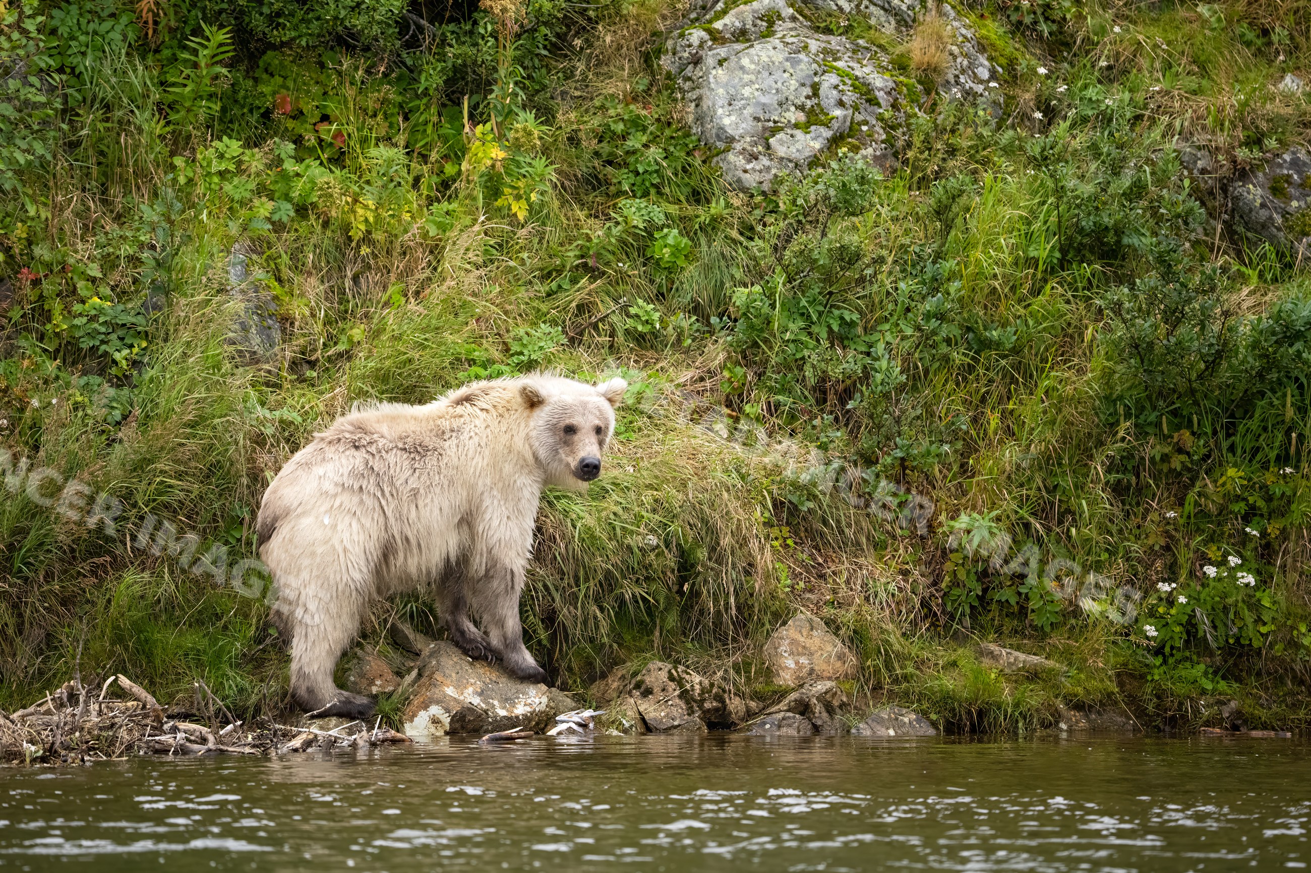 Alaskan Brown bear standing on riverbank in Katmai National Park Alaska