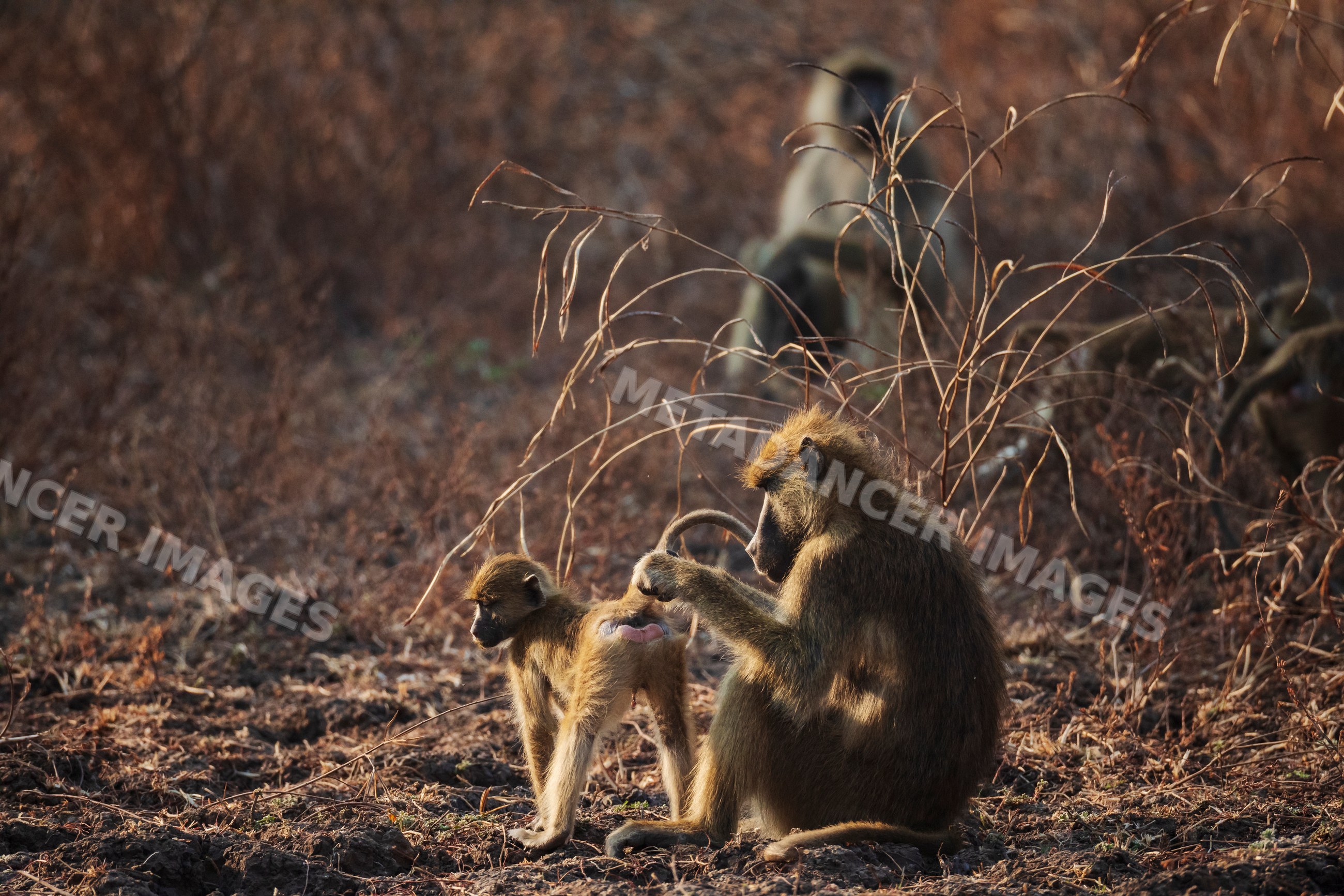Baboons grooming in South Luangwa national park, Zambia