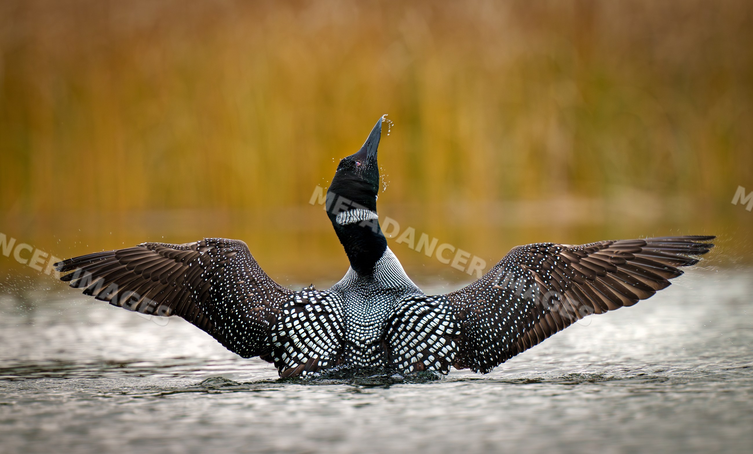Loon spreading wings on water at USA lake wildlife scene