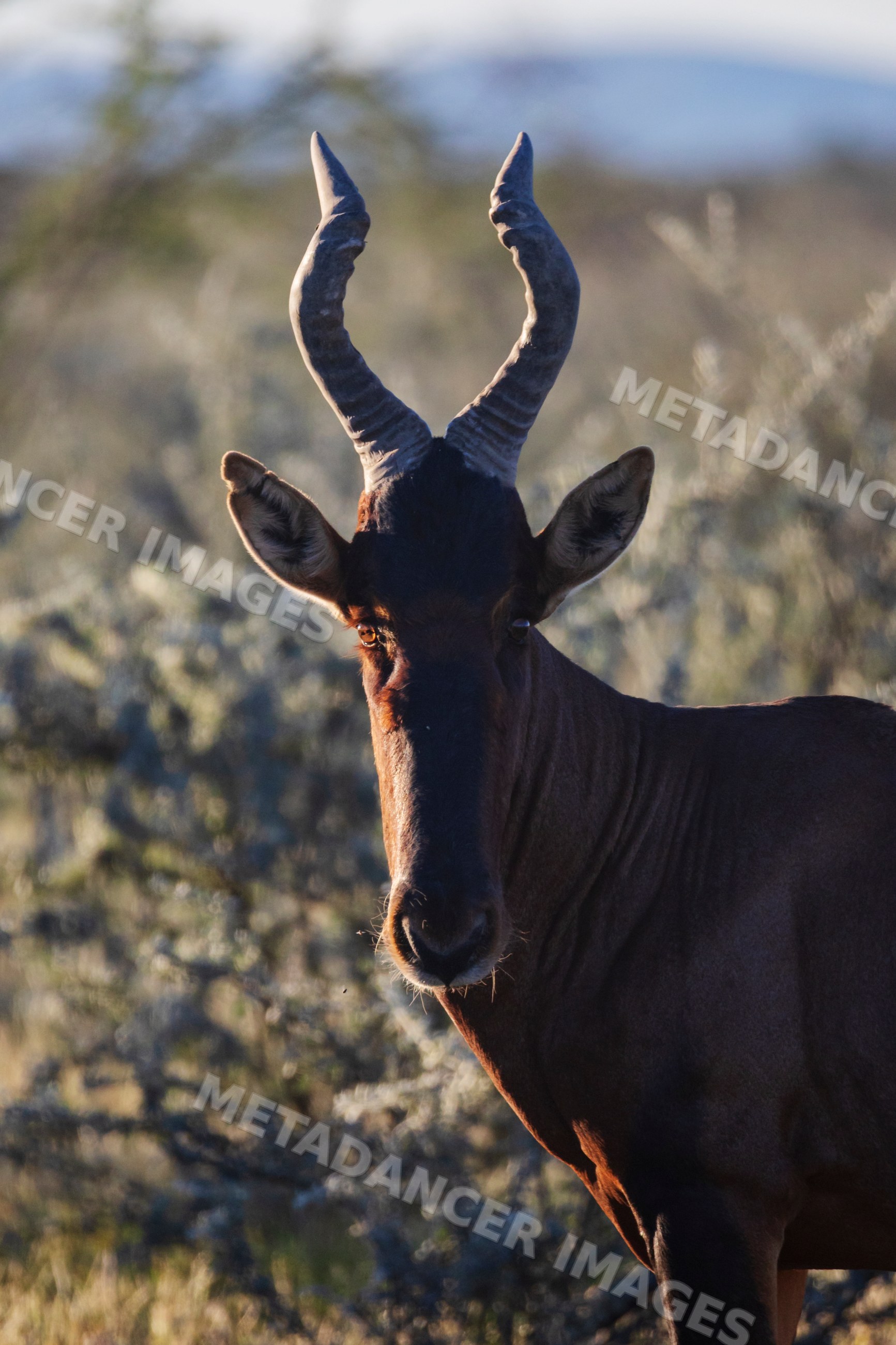 Red Hartebeest in natural bush habitat at etosha national park Namibia