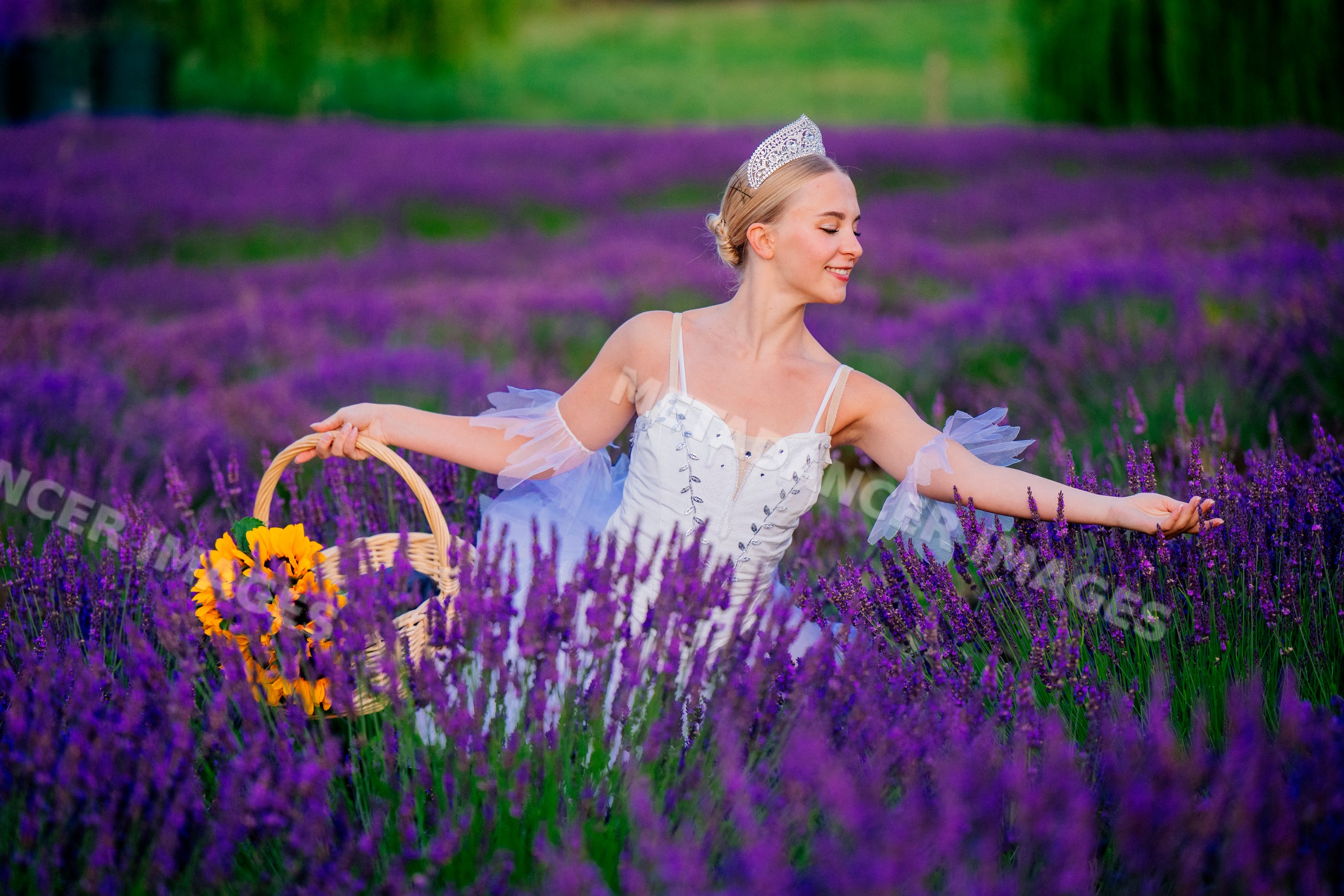 A woman in a white dress enjoys picking flowers in a lavender field