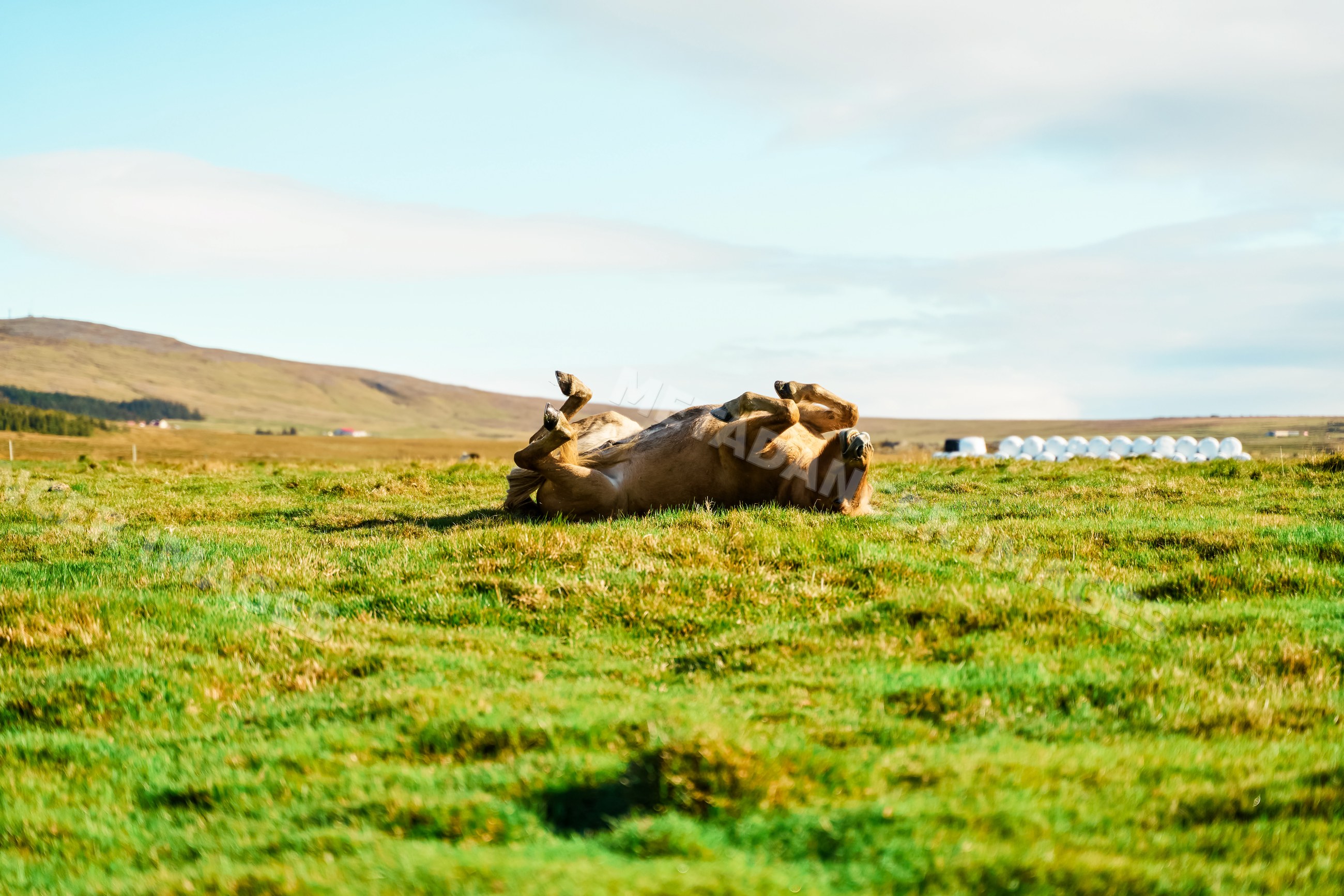A horse rolling on grass in a rural farm field