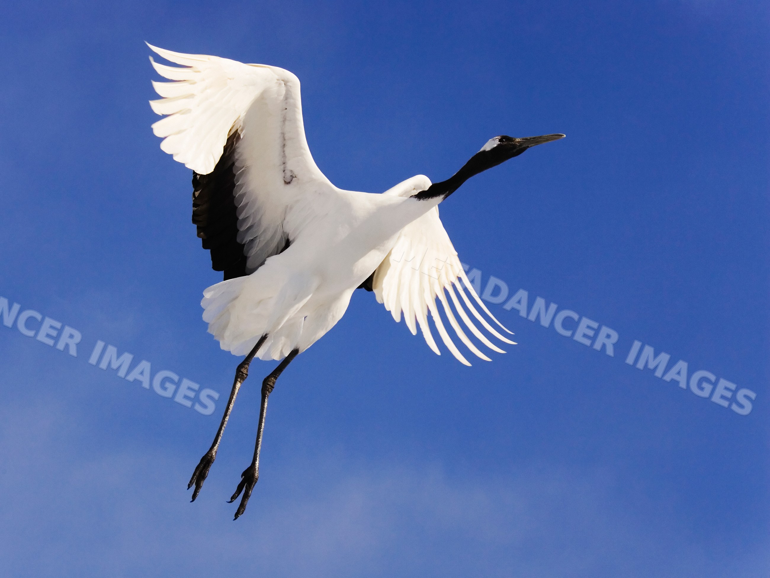 Red-crowned crane in flight in Japan, Asia
