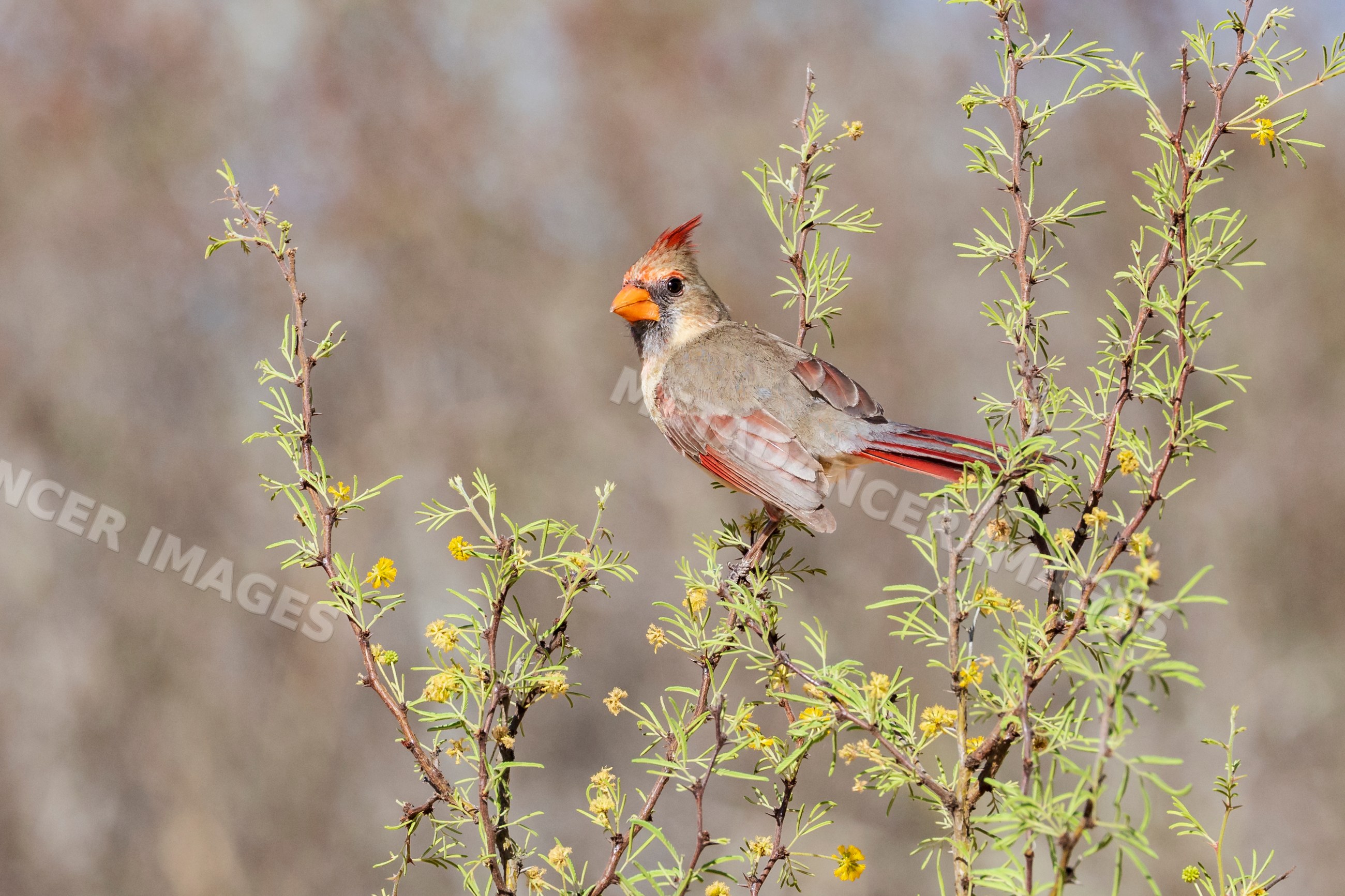 Female cardinal perched on Huisache Bush branch