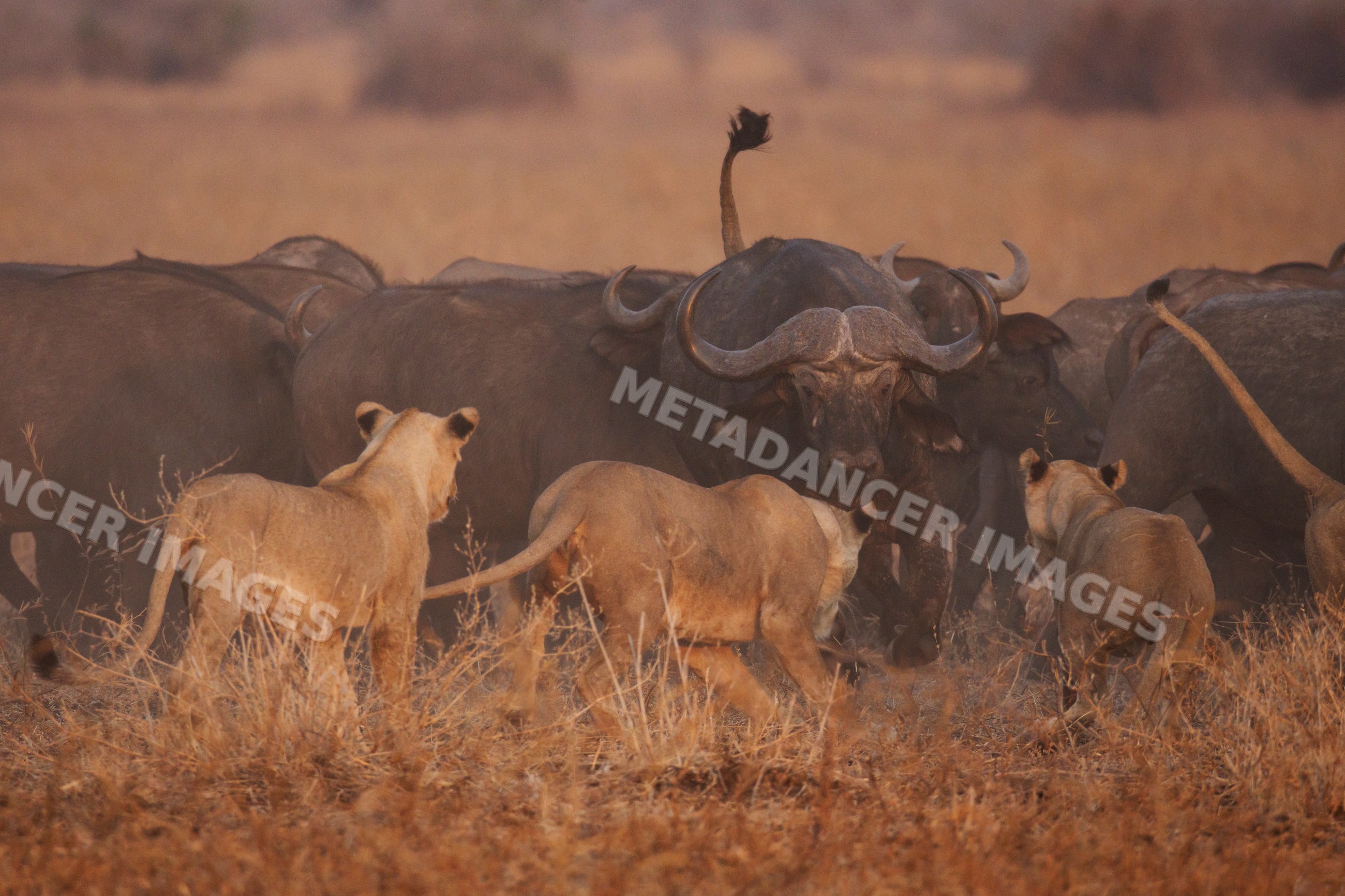 Lions hunting Cape Buffalo herd in a park