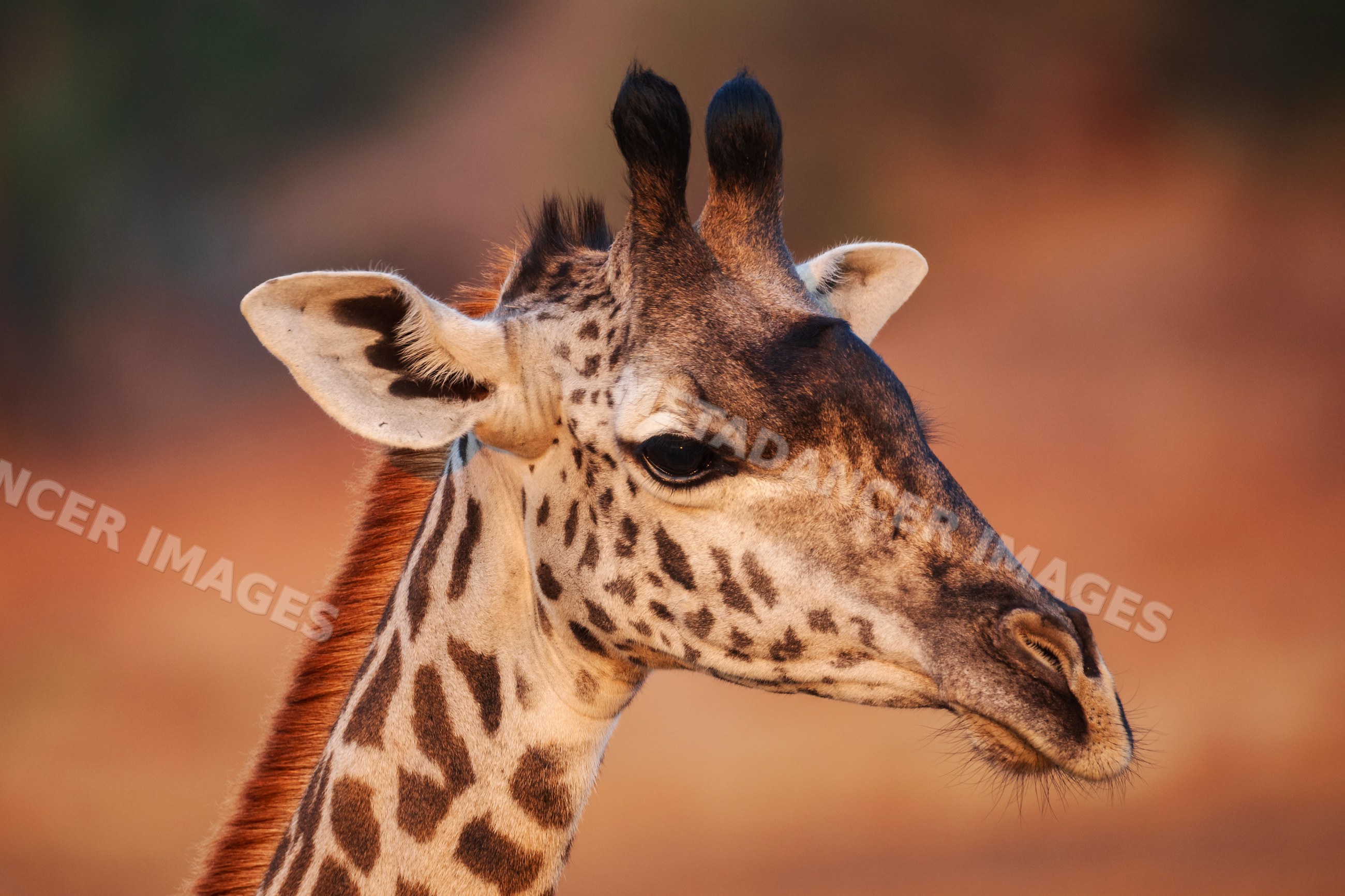 Juvenile Giraffe head closeup in South Luangwa national park Zambia