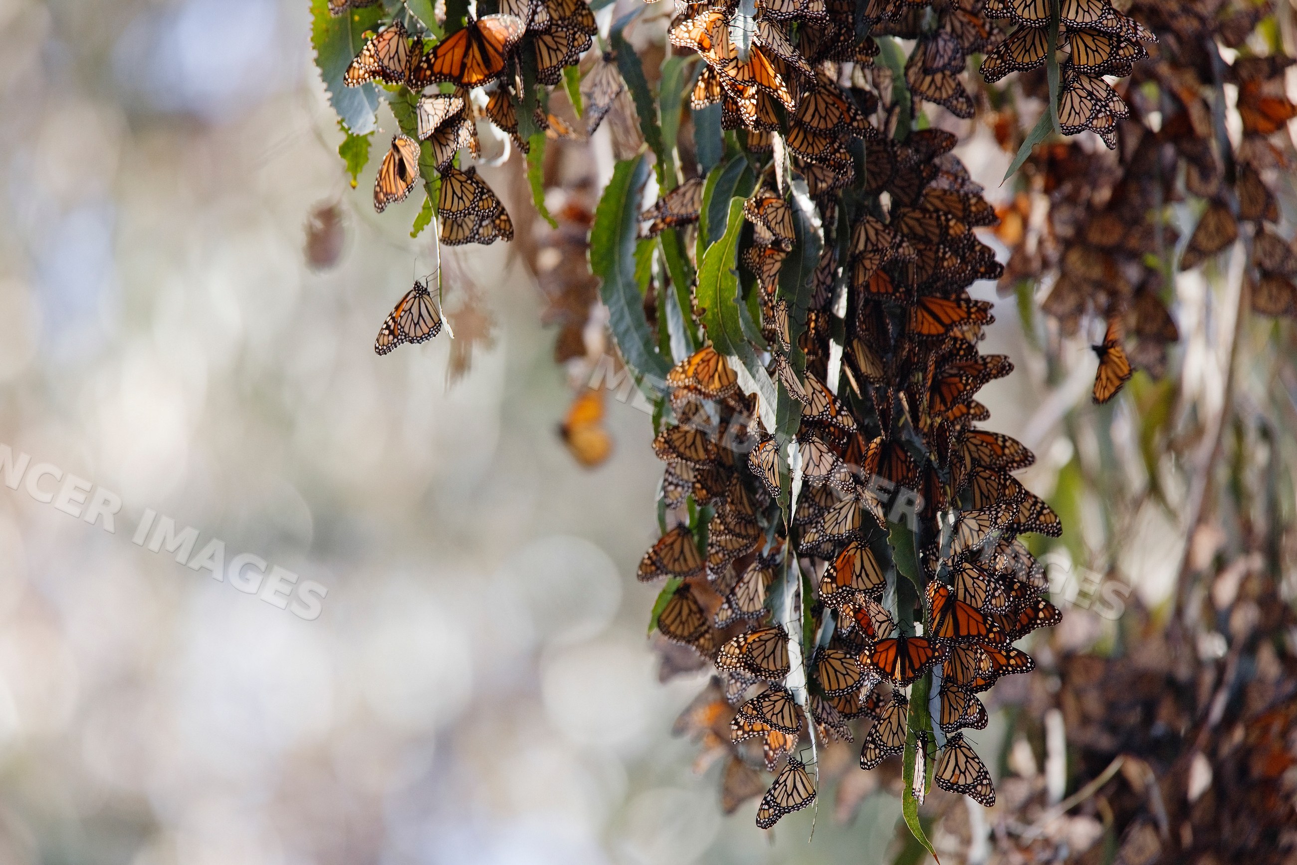 Monarch butterflies resting clustered on leaves in natural habitat