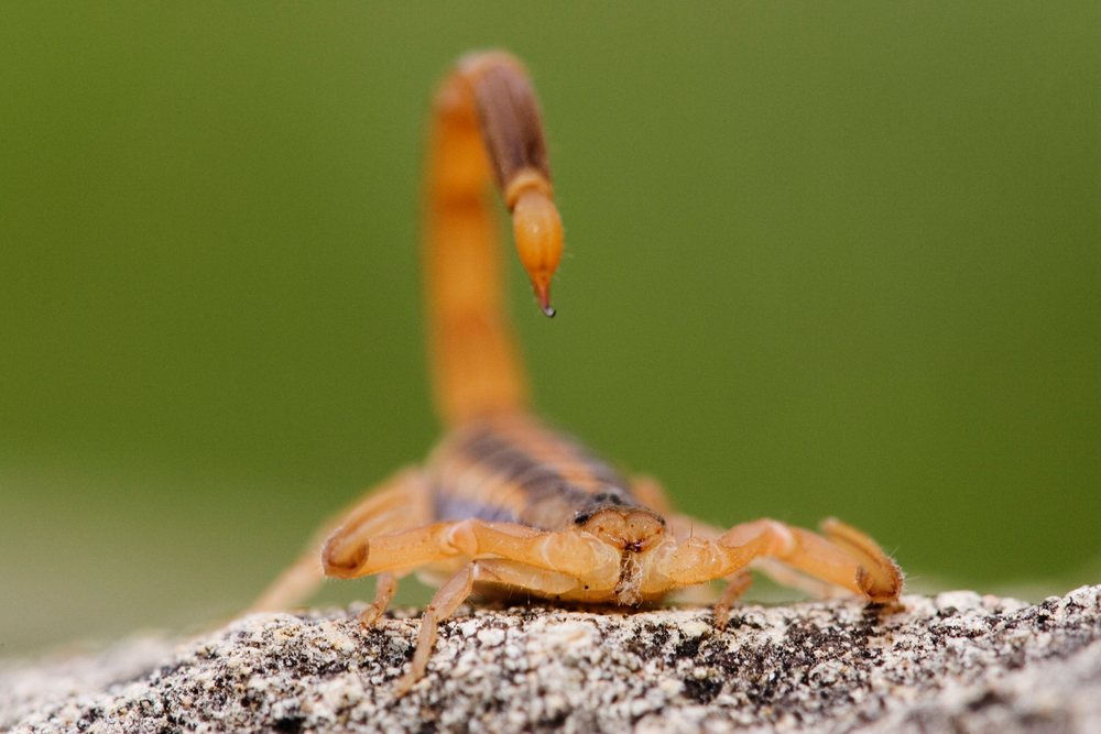 Close-up of scorpion on rock in Texas wildlife