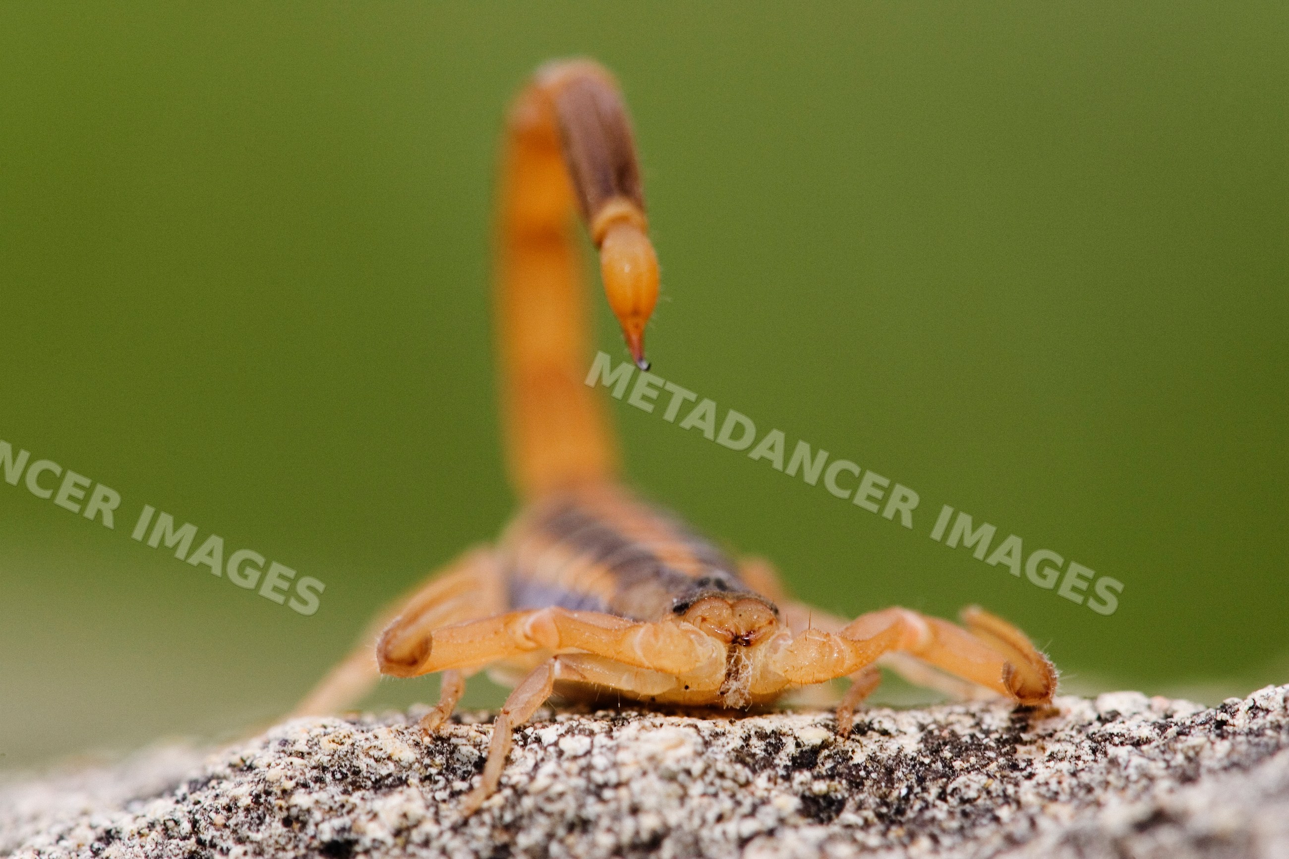 Close-up of scorpion on rock in Texas wildlife