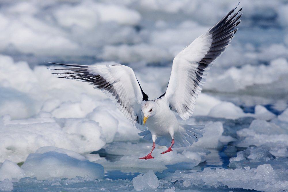 Slaty-backed gull flying over ice floes, japan