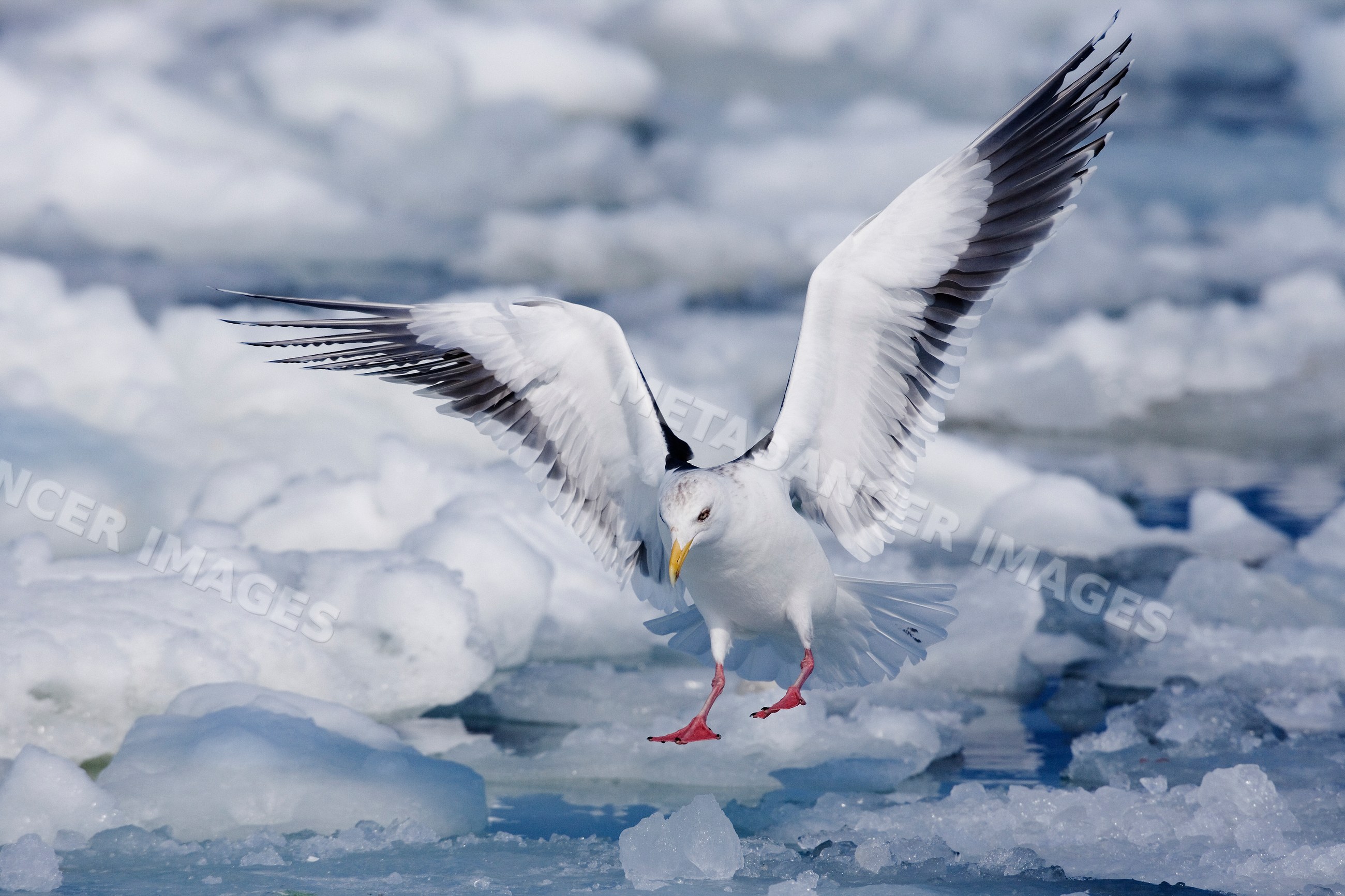 Slaty-backed gull flying over ice floes, japan