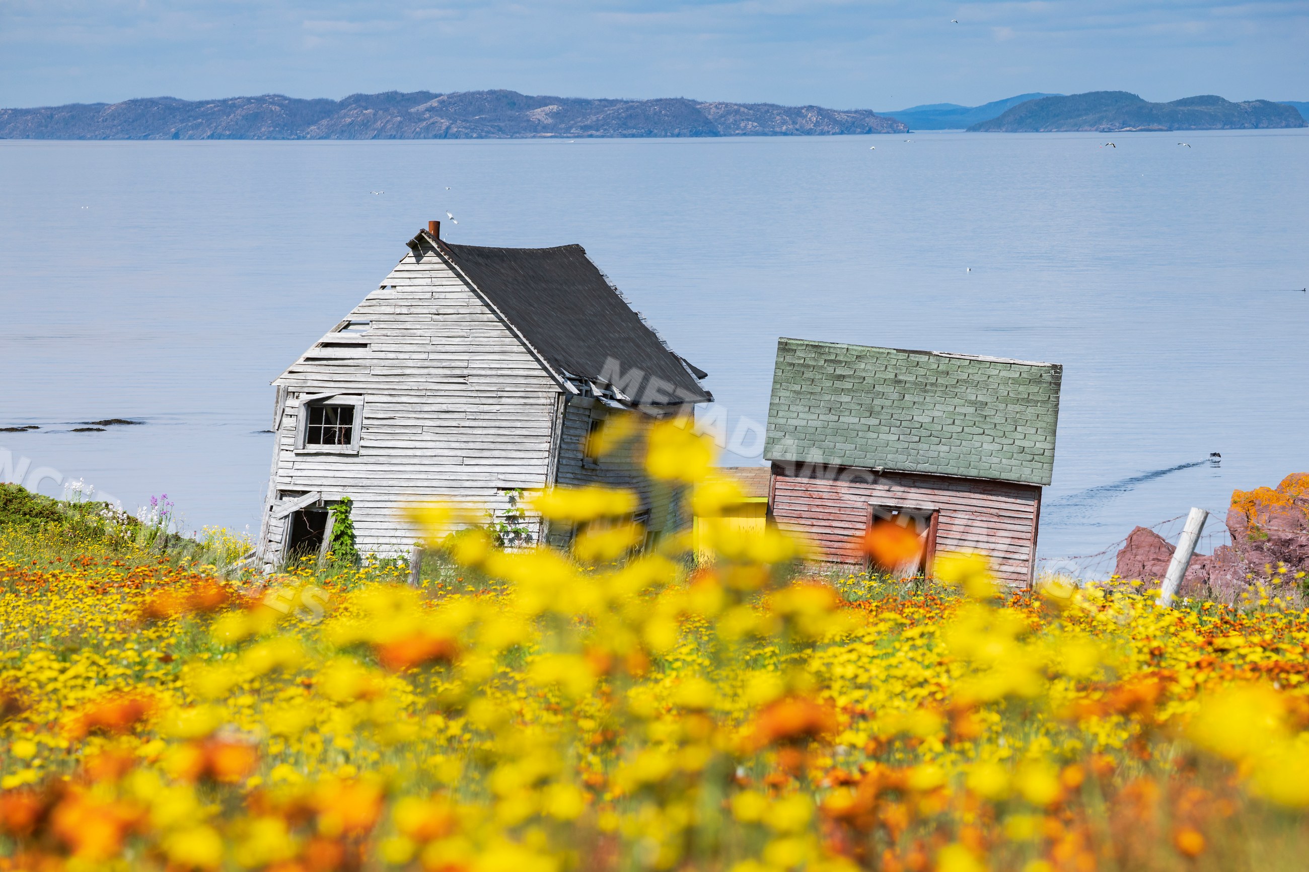 Abandoned houses amidst wild flowers by sea in Newfoundland Canada