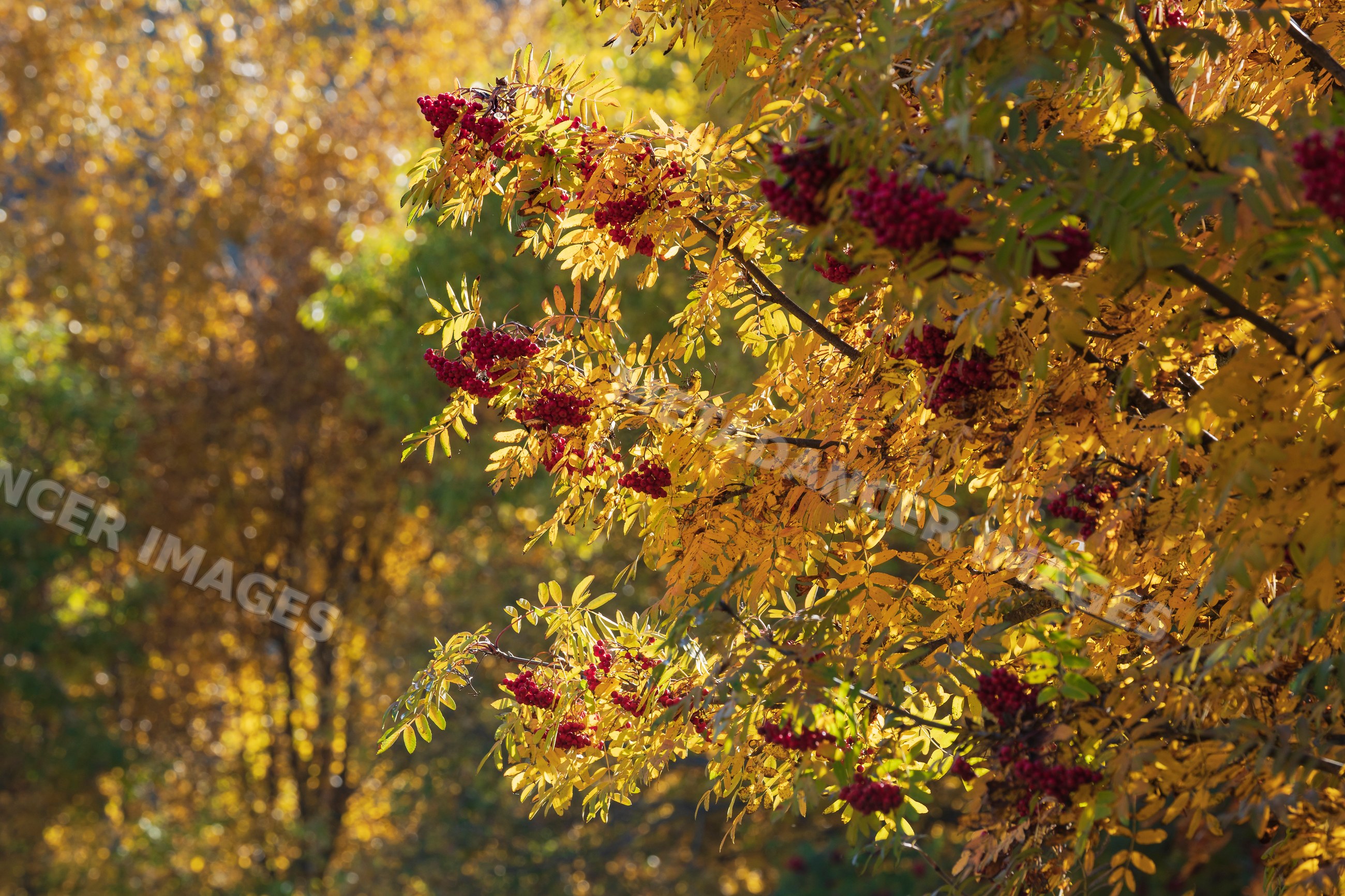 Rowan or Mountain Ash trees with red Berries and yellow leaves