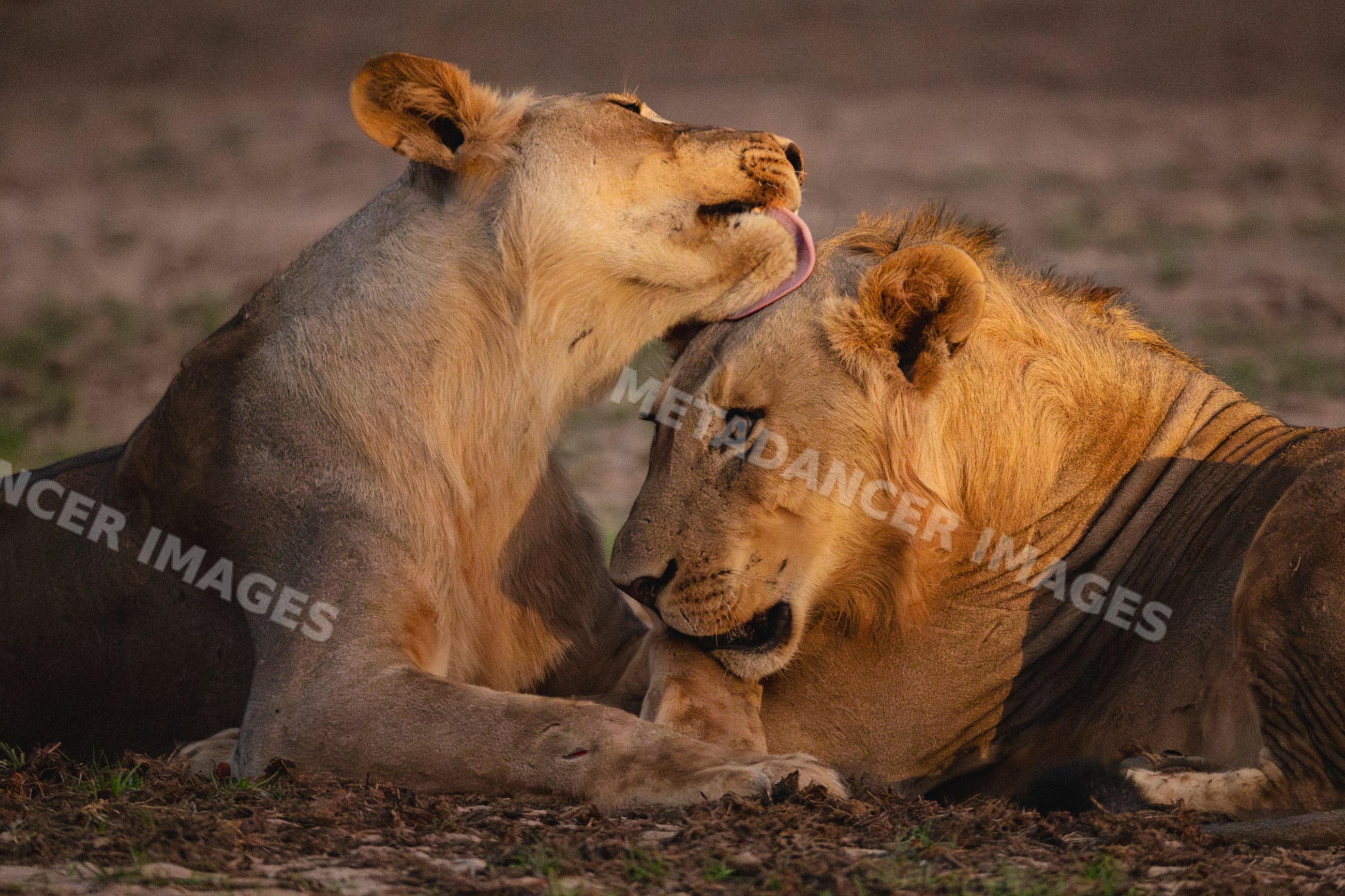 Lions bonding in the light of headlights at Dusk in Zambia