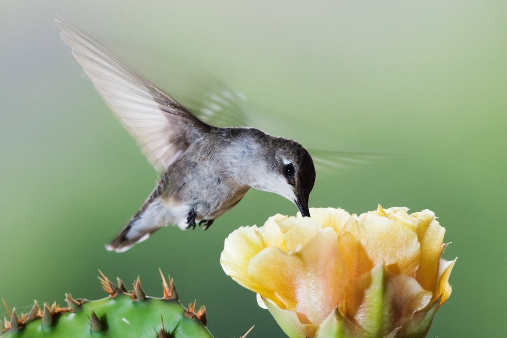 Black-chinned hummingbird feeding on prickly pear cactus flower
