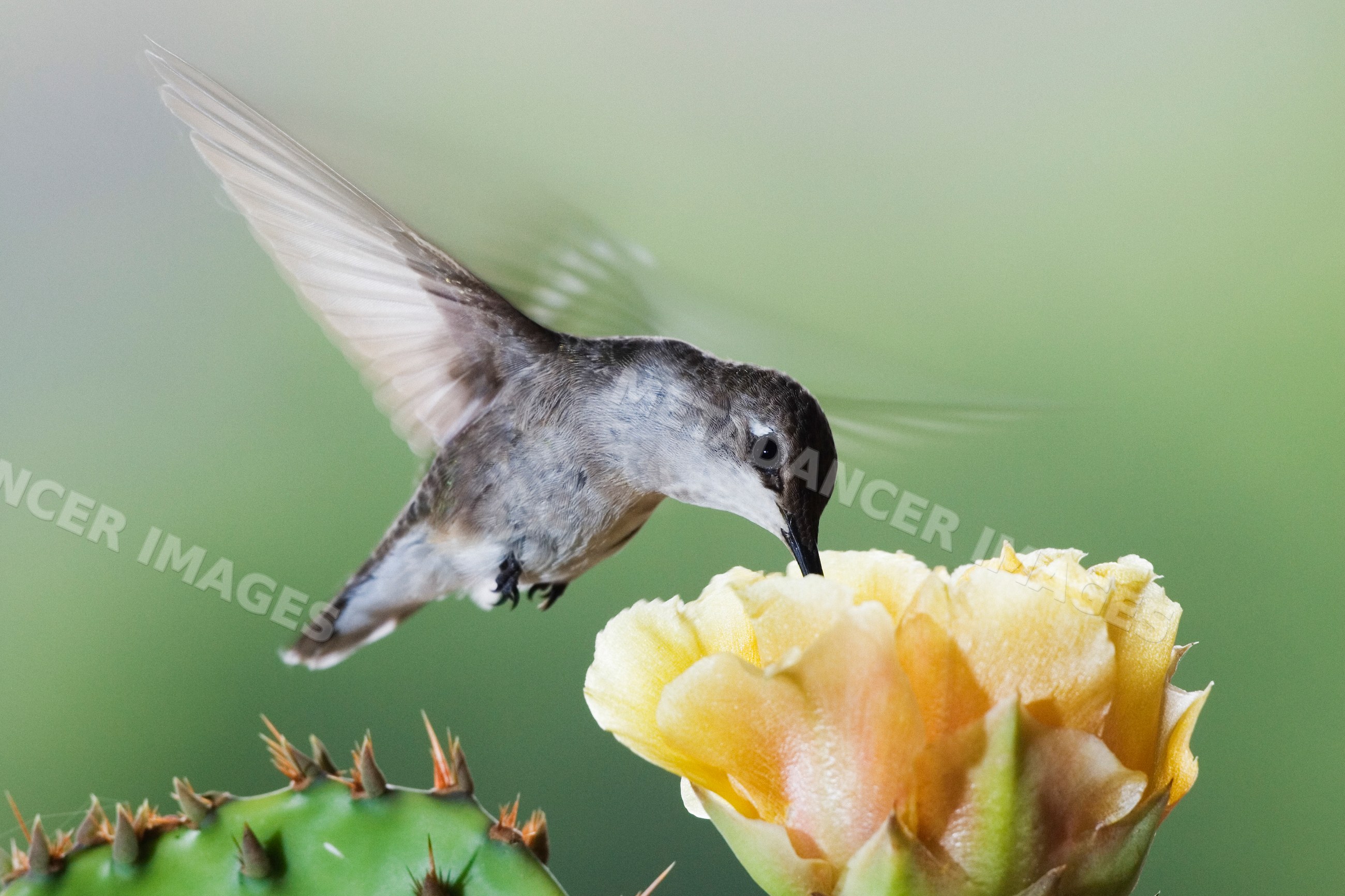 Black-chinned hummingbird feeding on prickly pear cactus flower