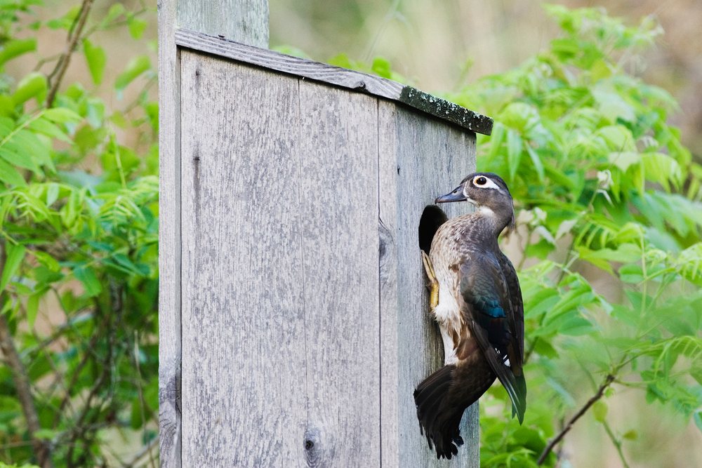 Wood duck perched on nesting box in Texas wildlife