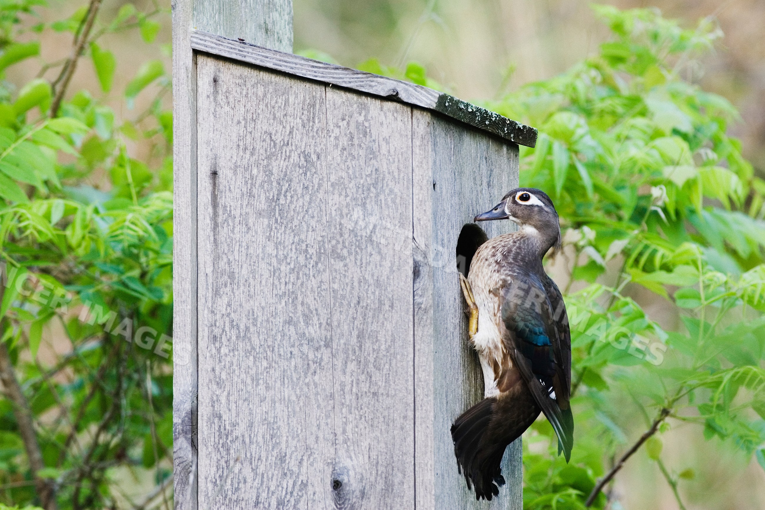 Wood duck perched on nesting box in Texas wildlife