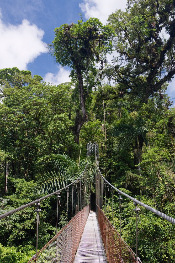 Hanging suspension bridge through dense tropical rainforest