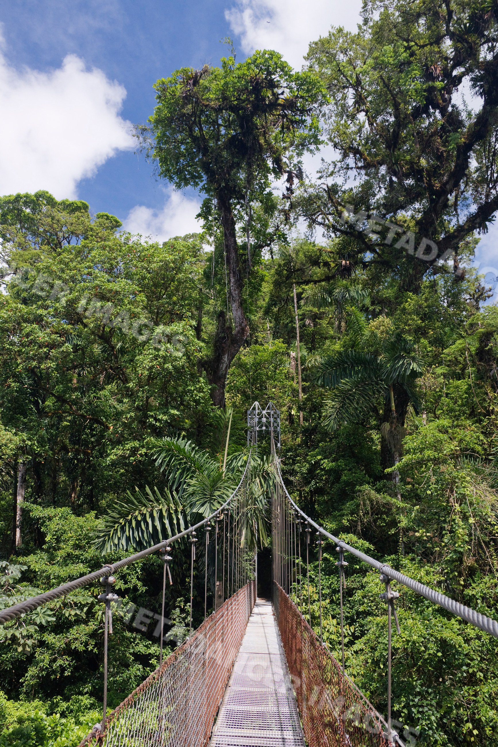 Hanging suspension bridge through dense tropical rainforest
