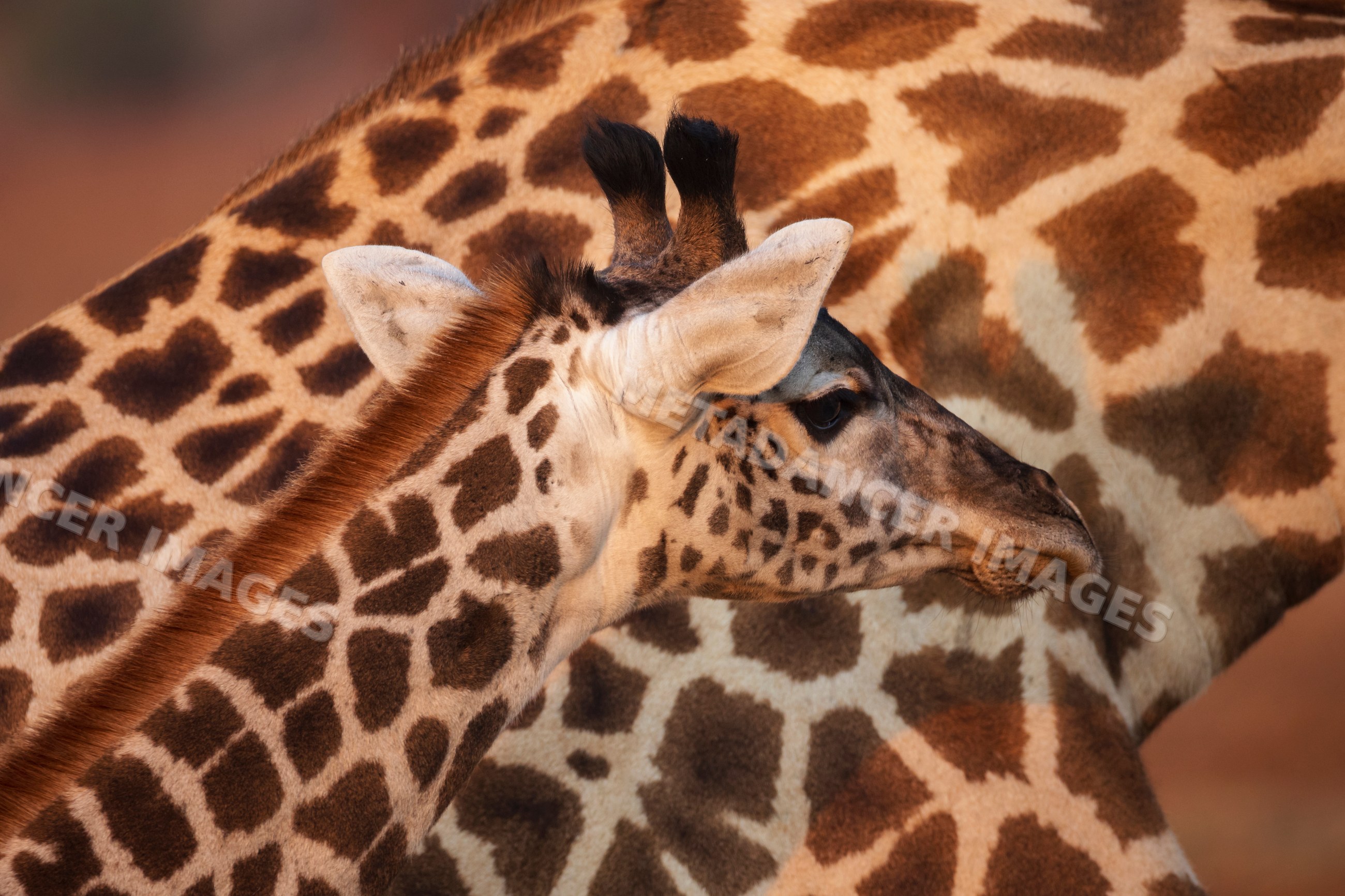 Juvenile Giraffe with mother in South Luangwa national park Zambia
