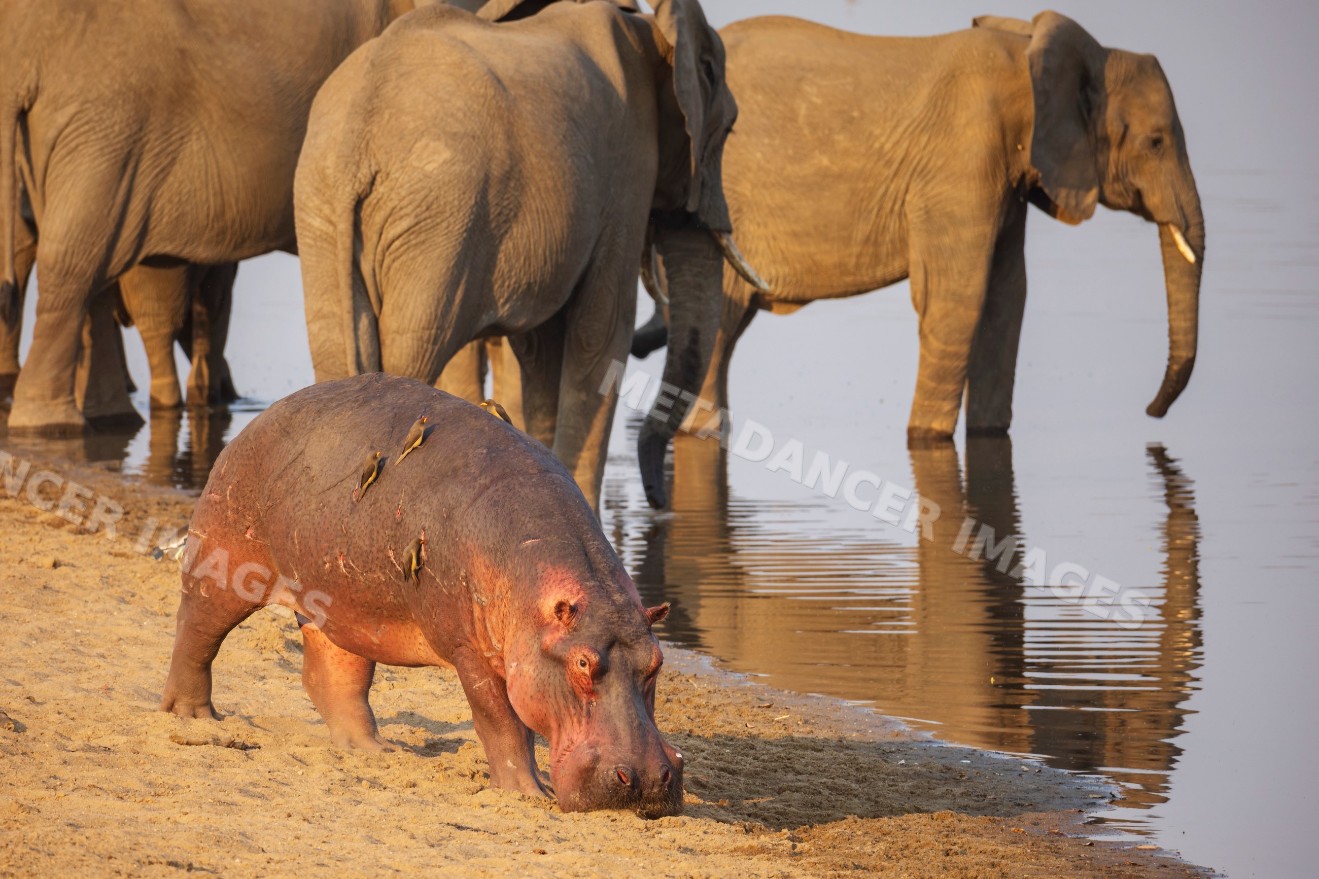 Hippo grazing with elephants drinking in South Luangwa national park