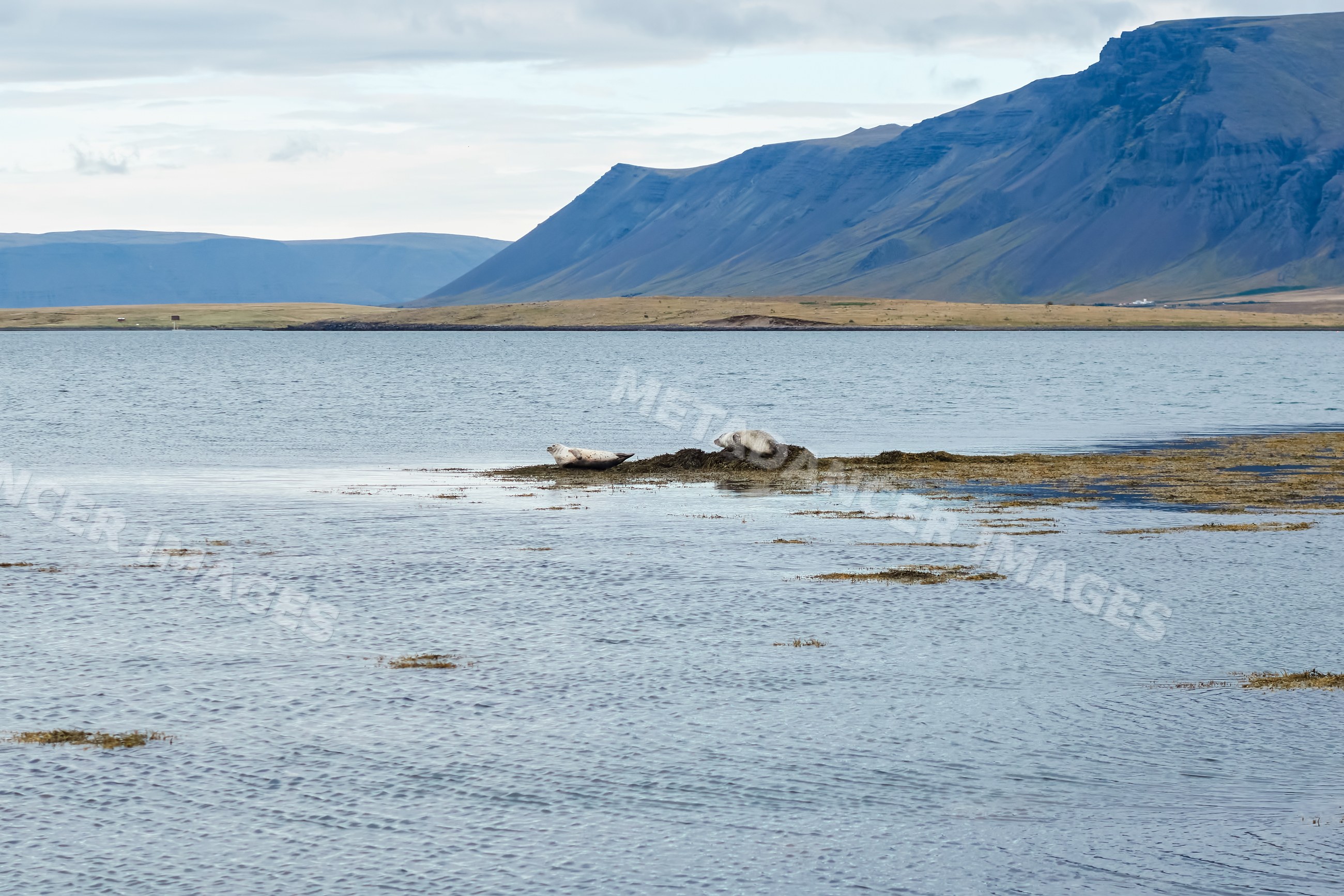 Two seals resting peacefully on seaweed by the shore